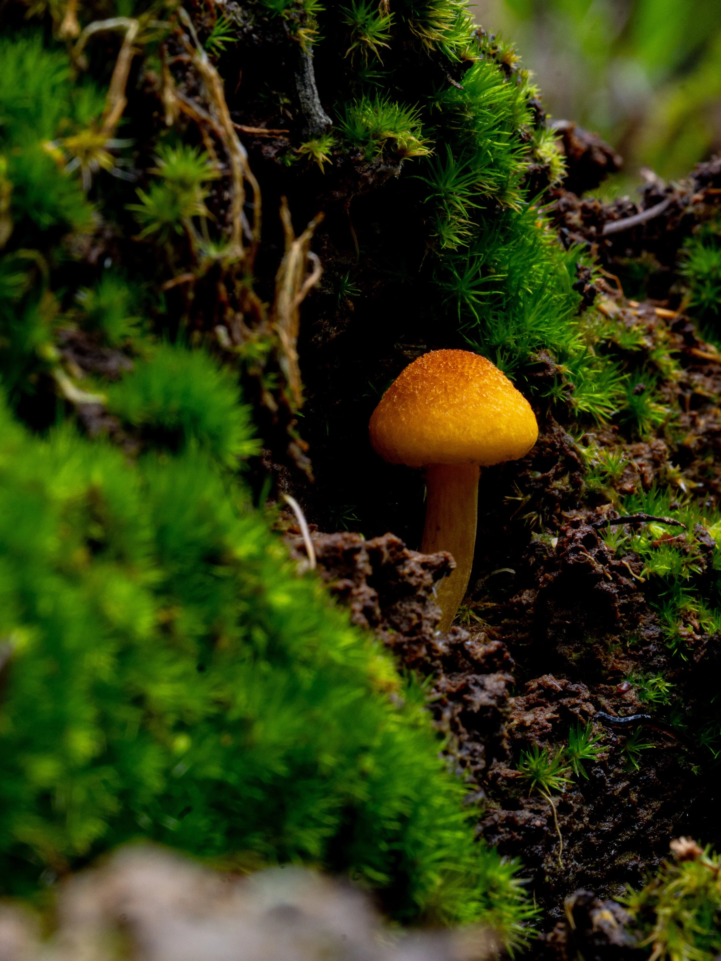 A small yellow mushroom growing among green moss and soil.