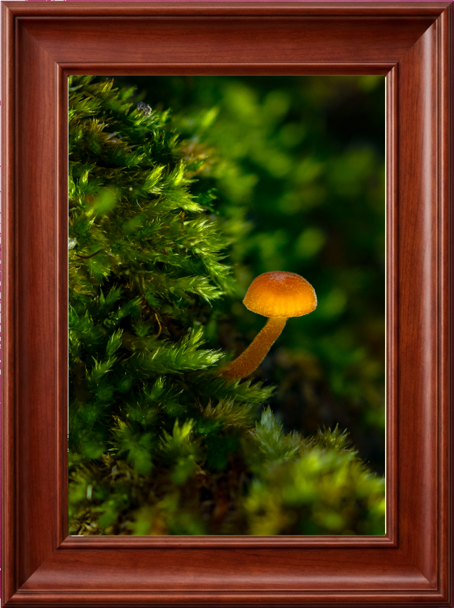 090526_pictureframegenerator_frame (1).png