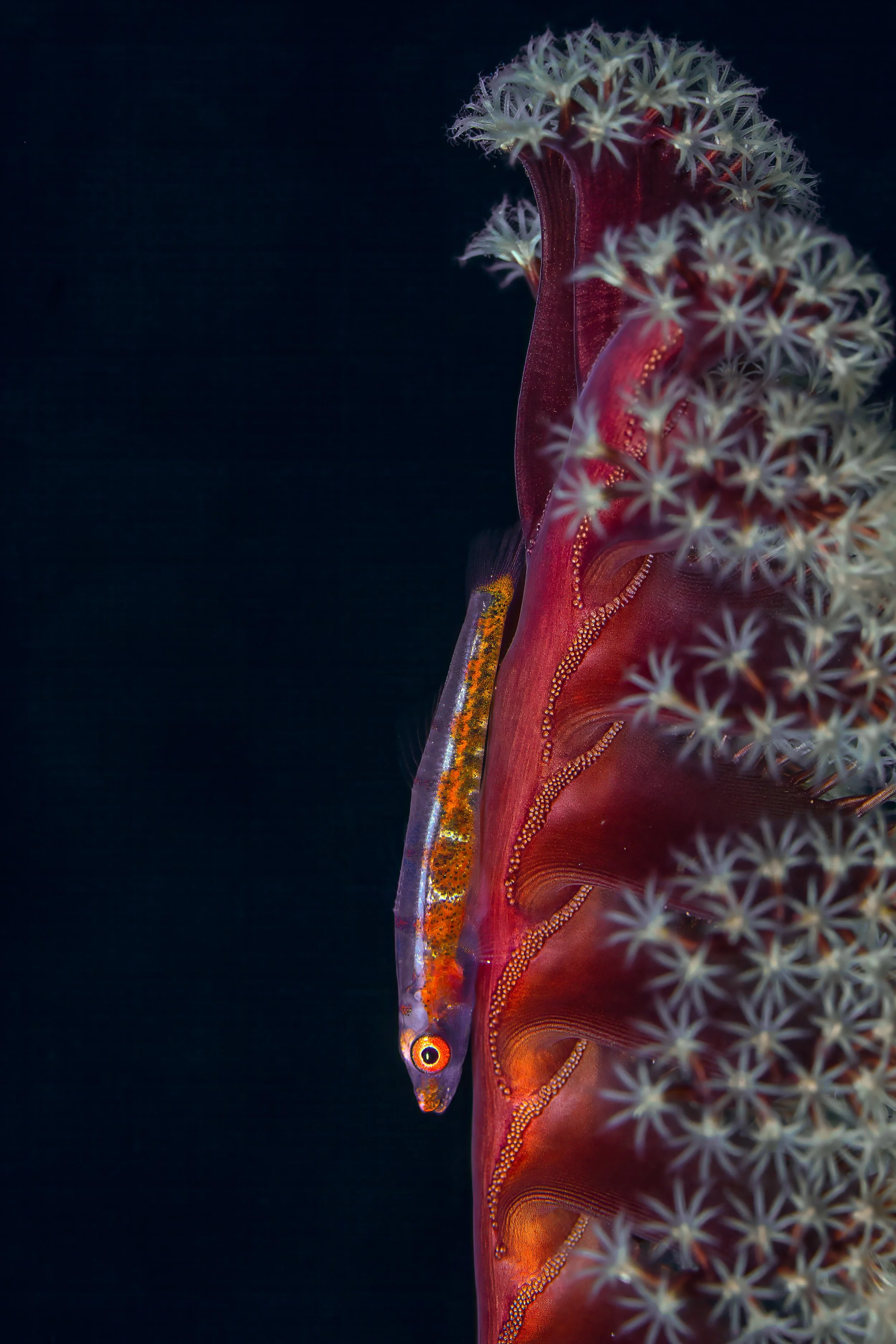 A close-up of a small, translucent fish with orange, yellow, and purple markings, swimming alongside a large, red and purple coral with star-shaped polyps.