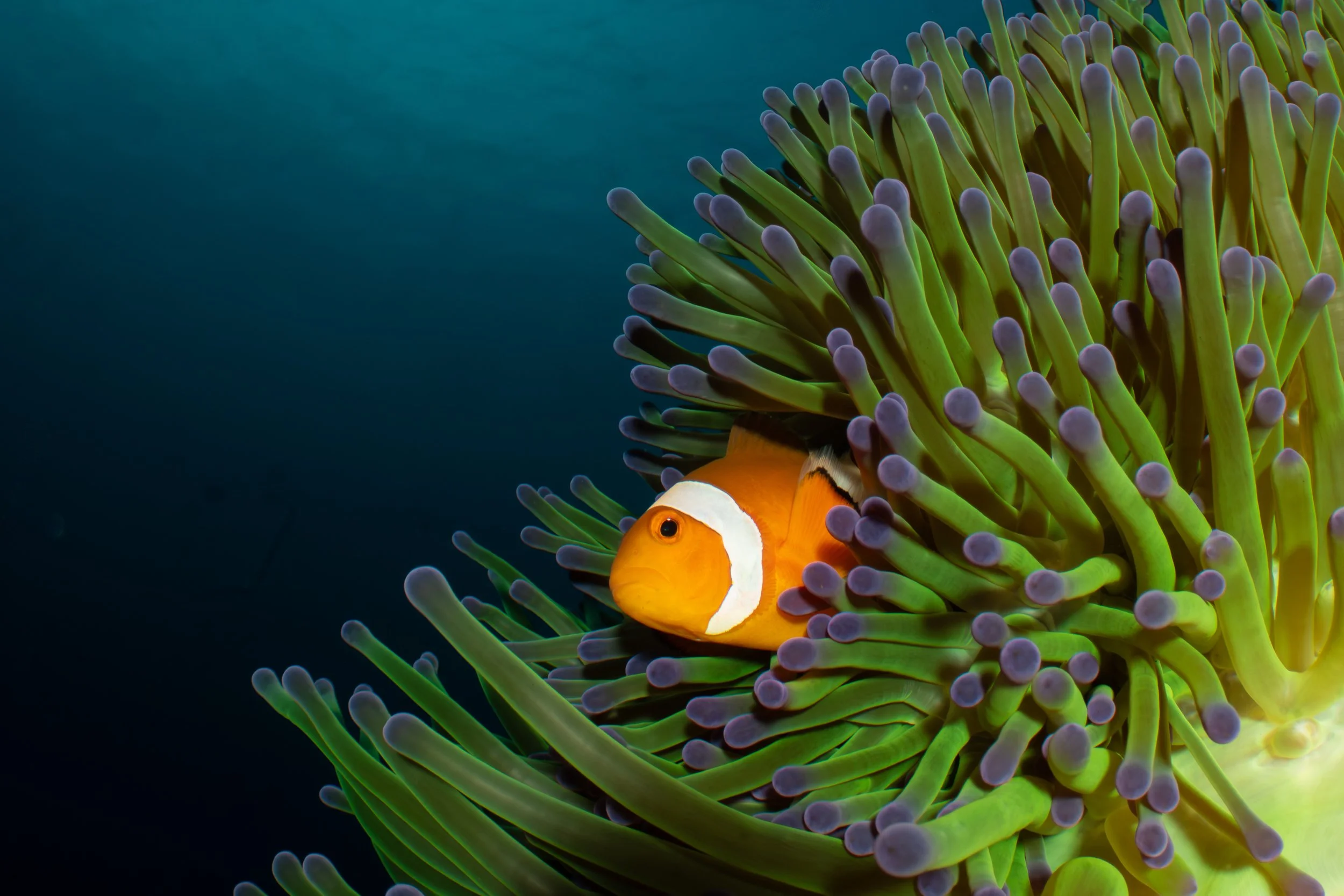 A clownfish nestled among the tentacles of a green and purple sea anemone underwater.