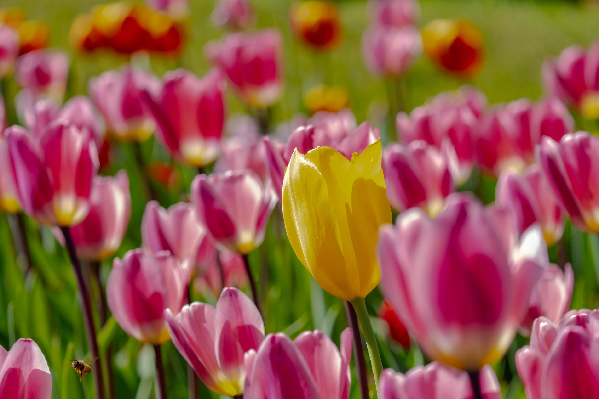 tulip yellow-1.JPG