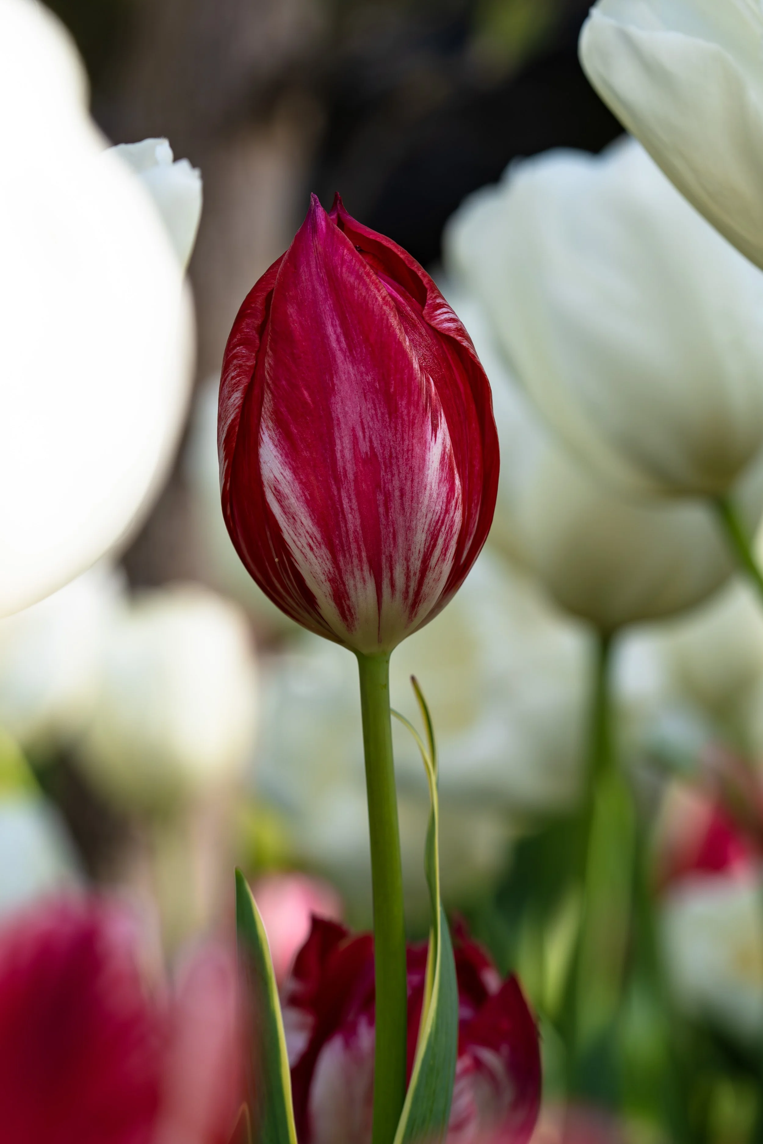 The red amongst the white