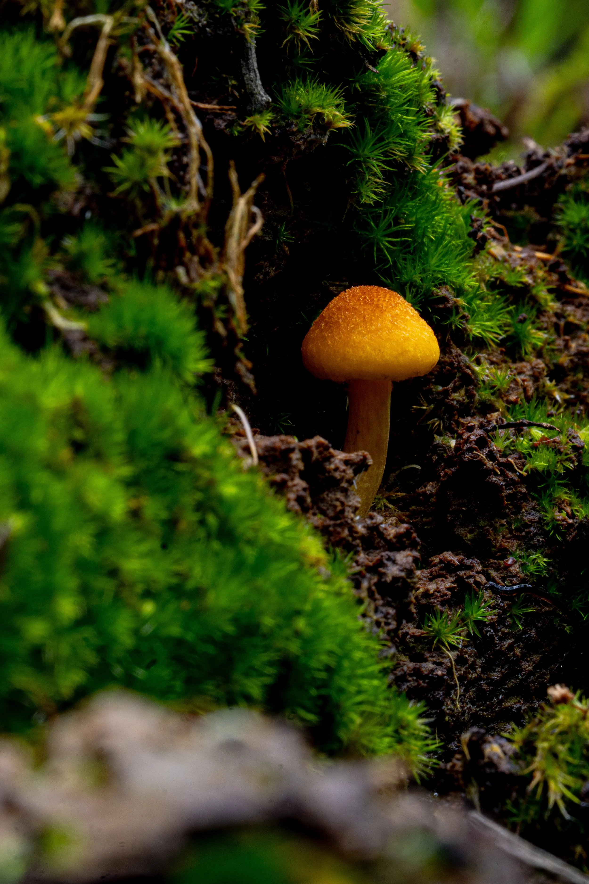 A small, yellow mushroom growing among green moss and dark soil.