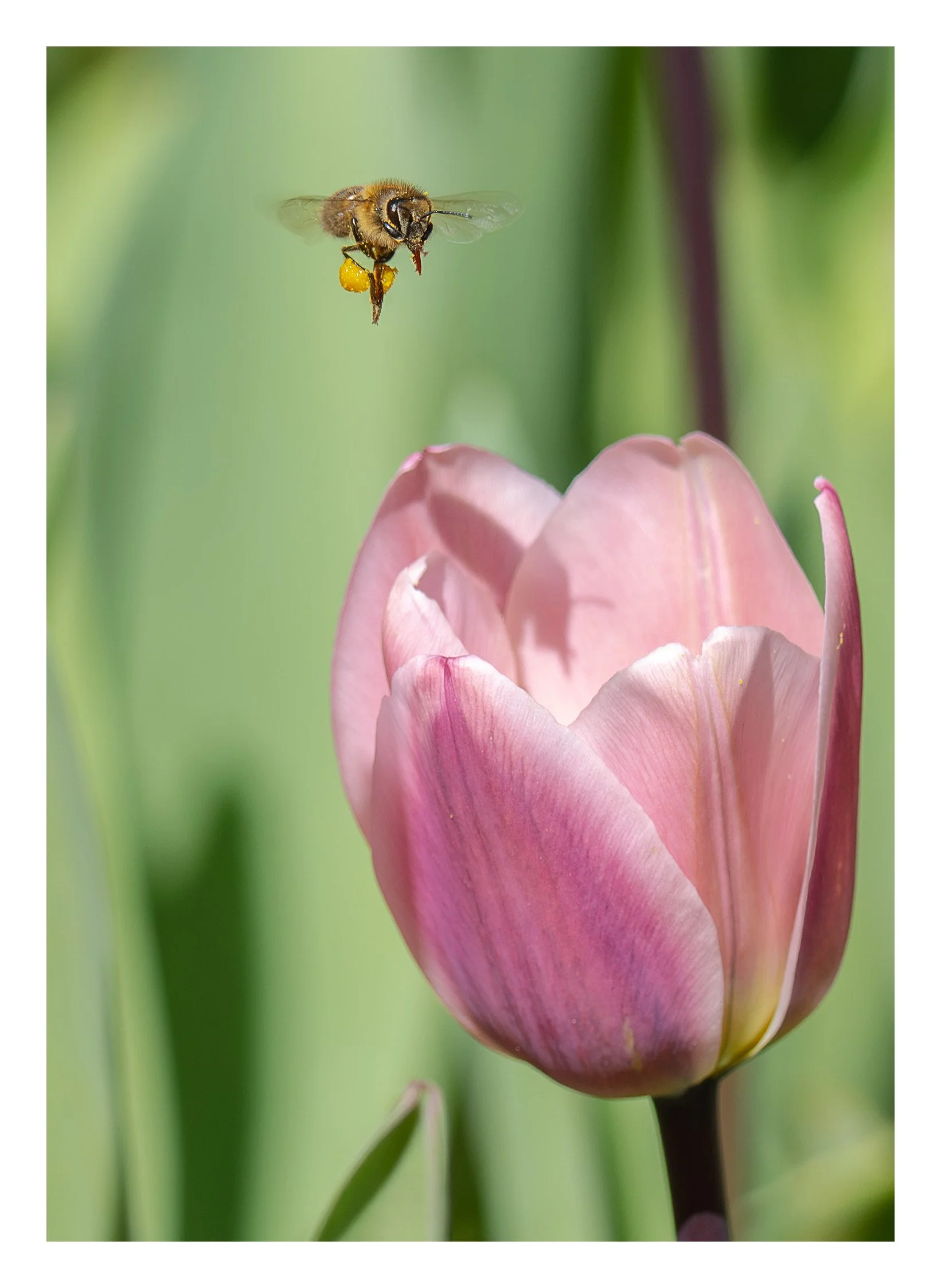 Pollen Loaded C-1_bordered.jpg