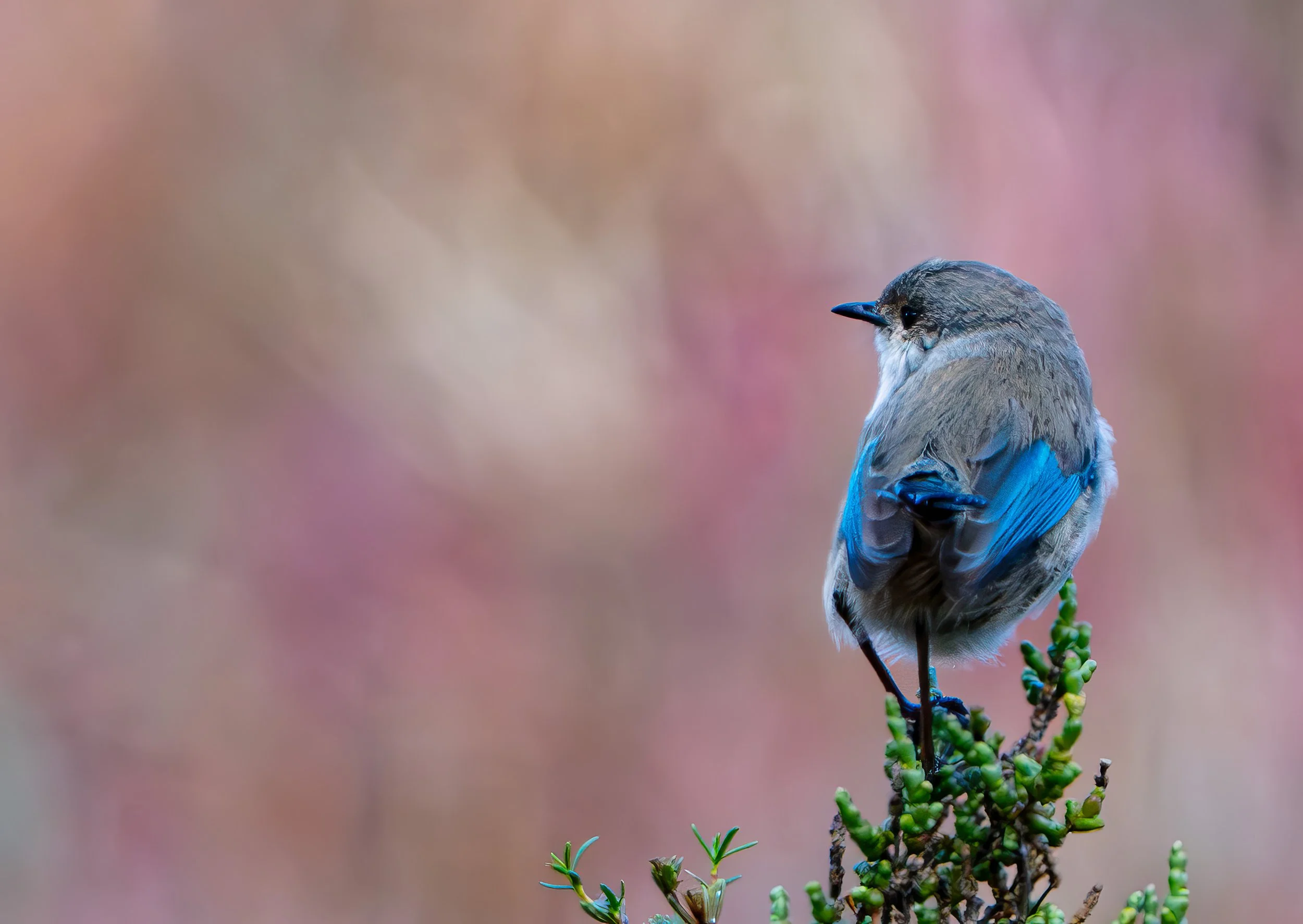 A small bird with blue and gray feathers perched on a green branch, facing sideways against a blurred pink and beige background.