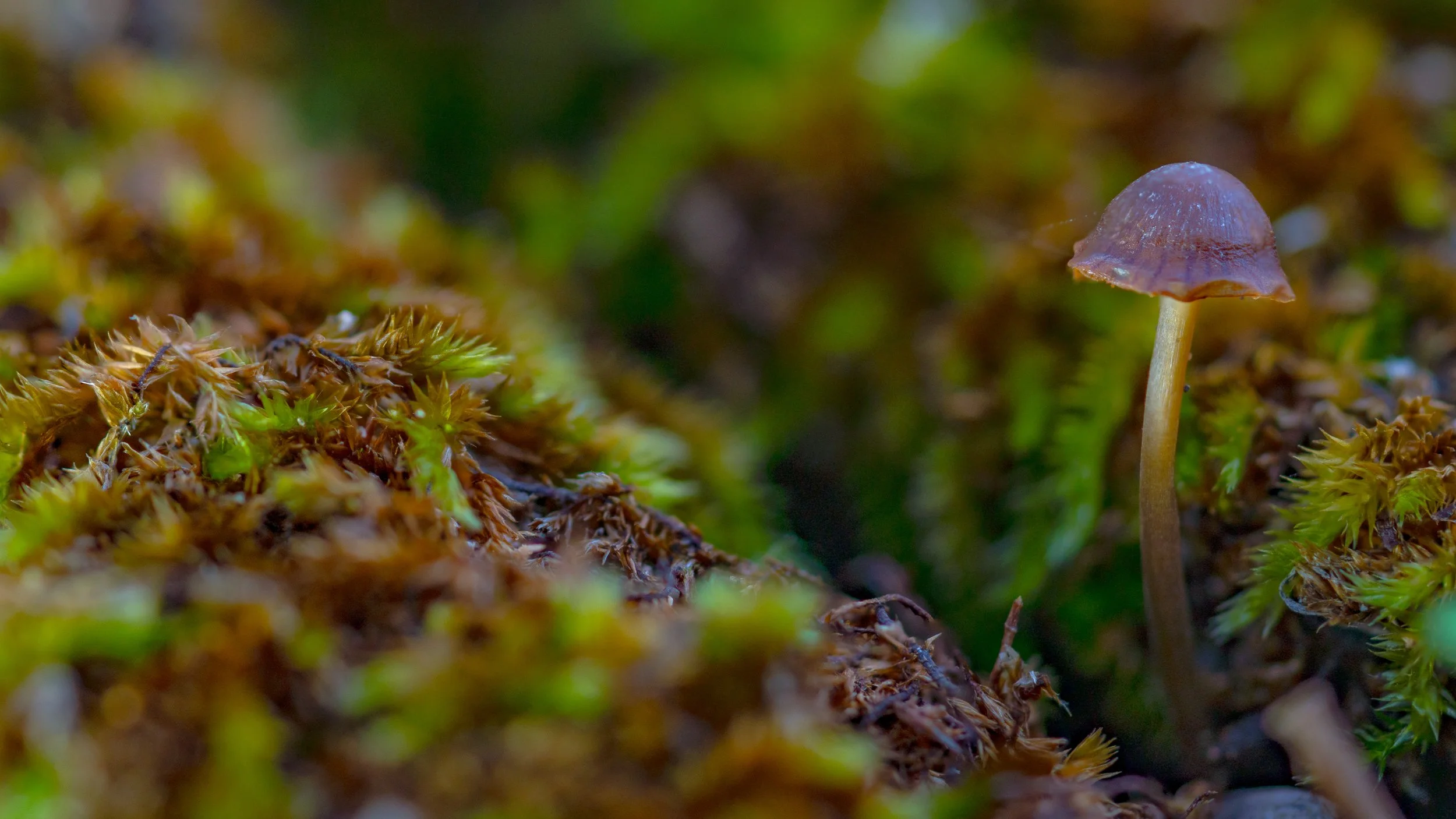 Close-up of a small purple mushroom growing among moss on forest floor.