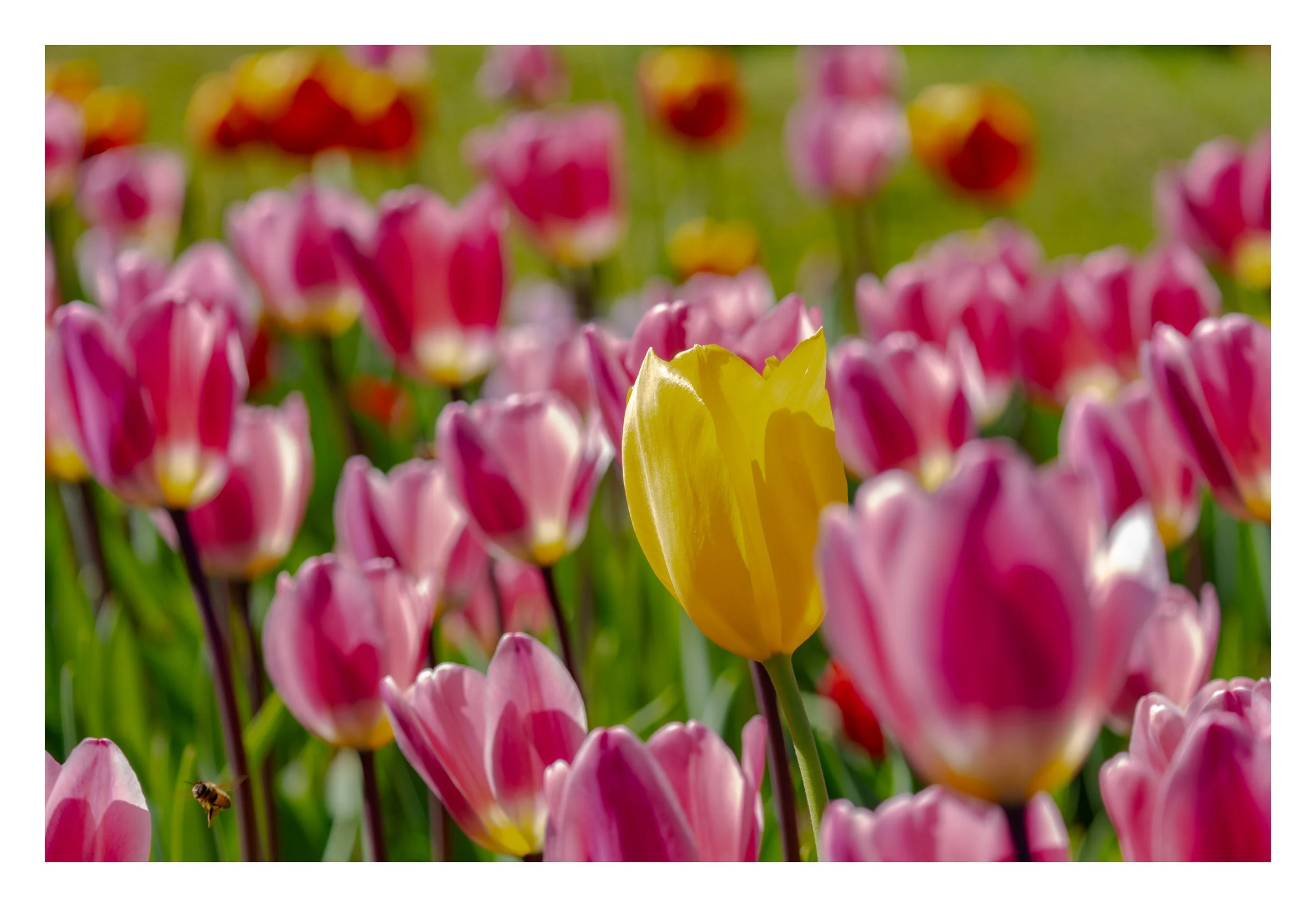 white-border-export-2026-05-08T08-21-06-tulip yellow-1.jpg