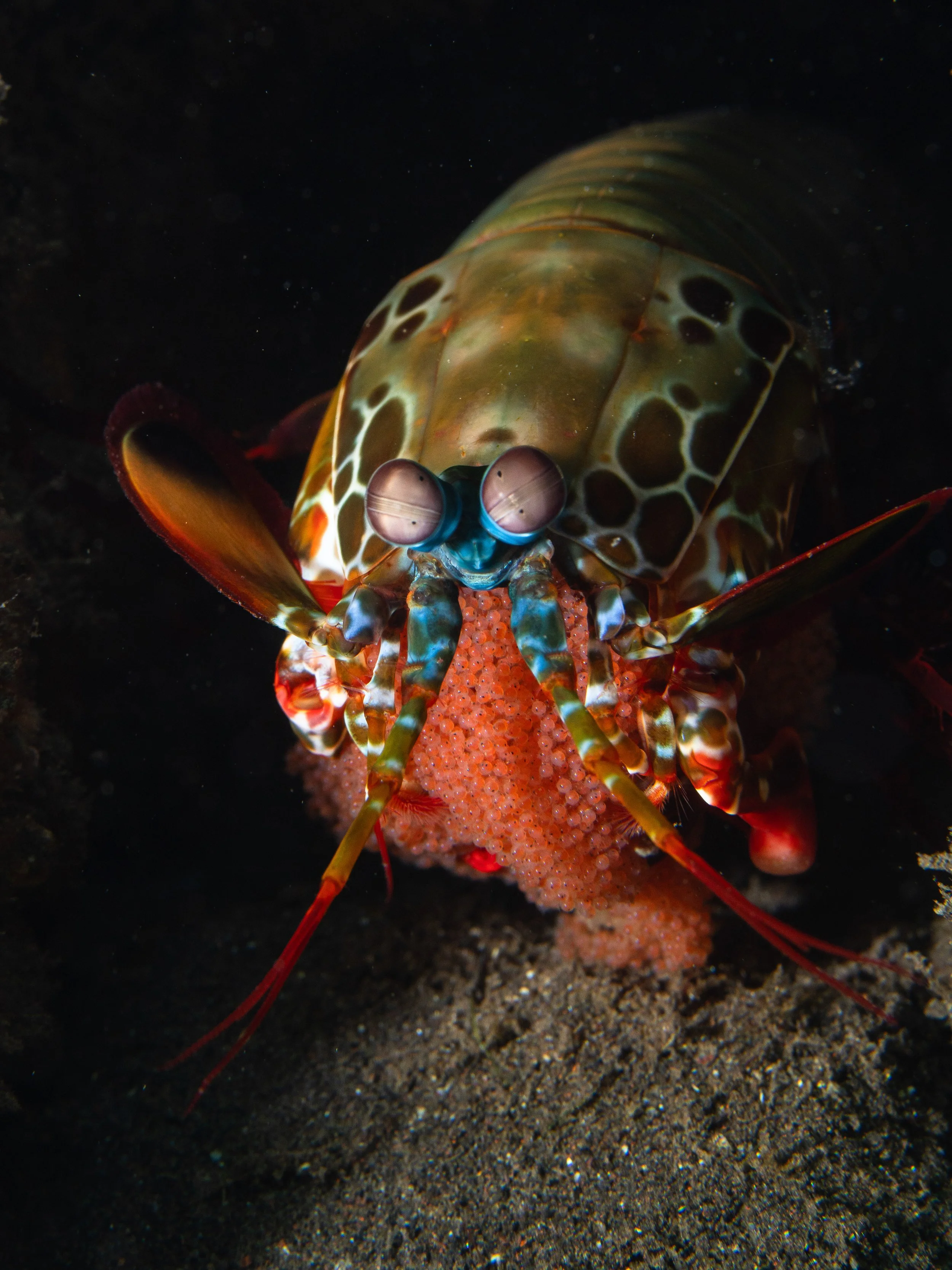 Close-up of a vibrant marine creature, featuring a colorful crustacean with prominent eyes, positioned on a textured underwater surface.