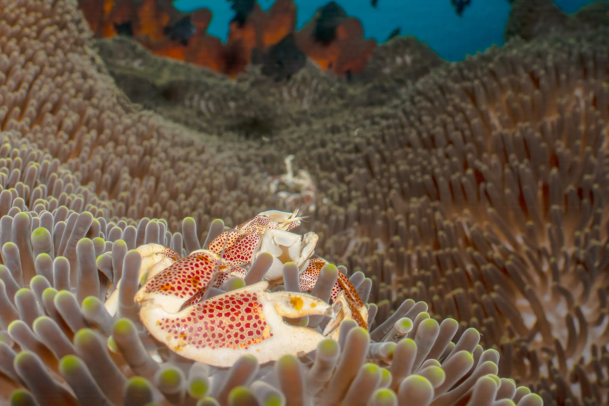 Close-up of two porcelain crabs on a sea anemone with a blurry underwater background.