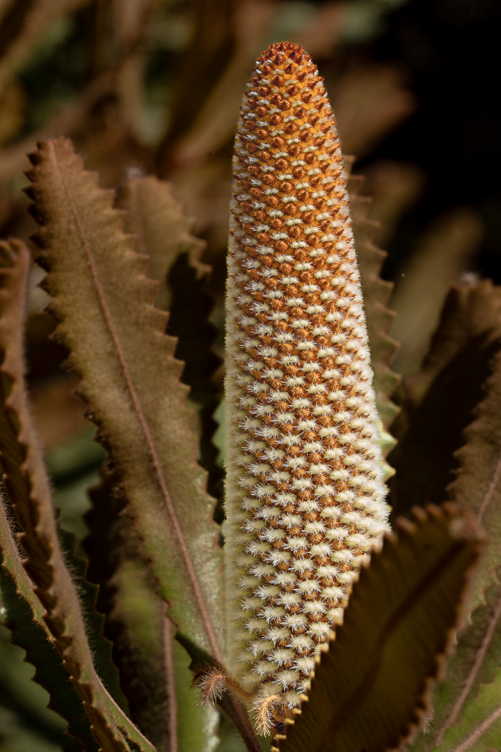 Banksia Stalk.PNG