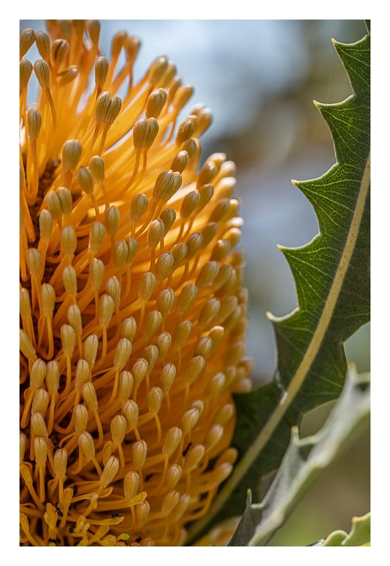 white-border-export-2026-05-08T09-27-20-Sunkissed Banksia.jpg