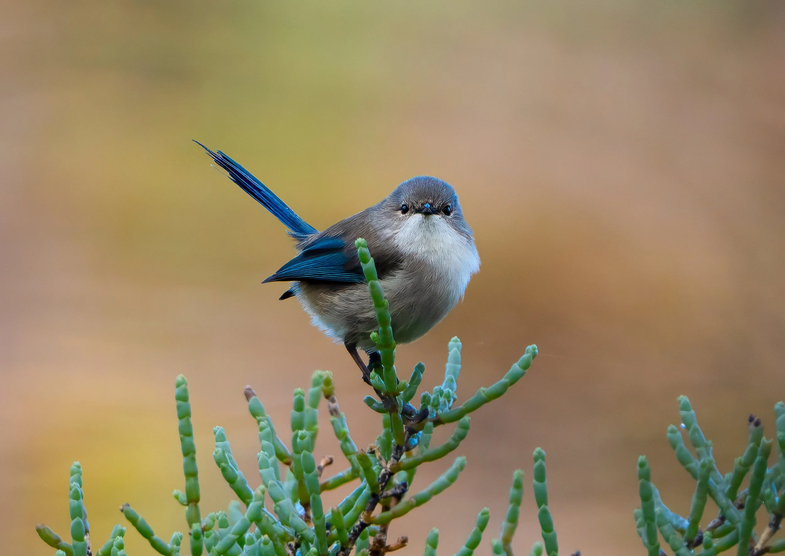 A small bird with a blue tail and beige and white body perched on a green plant with a blurred brown background.