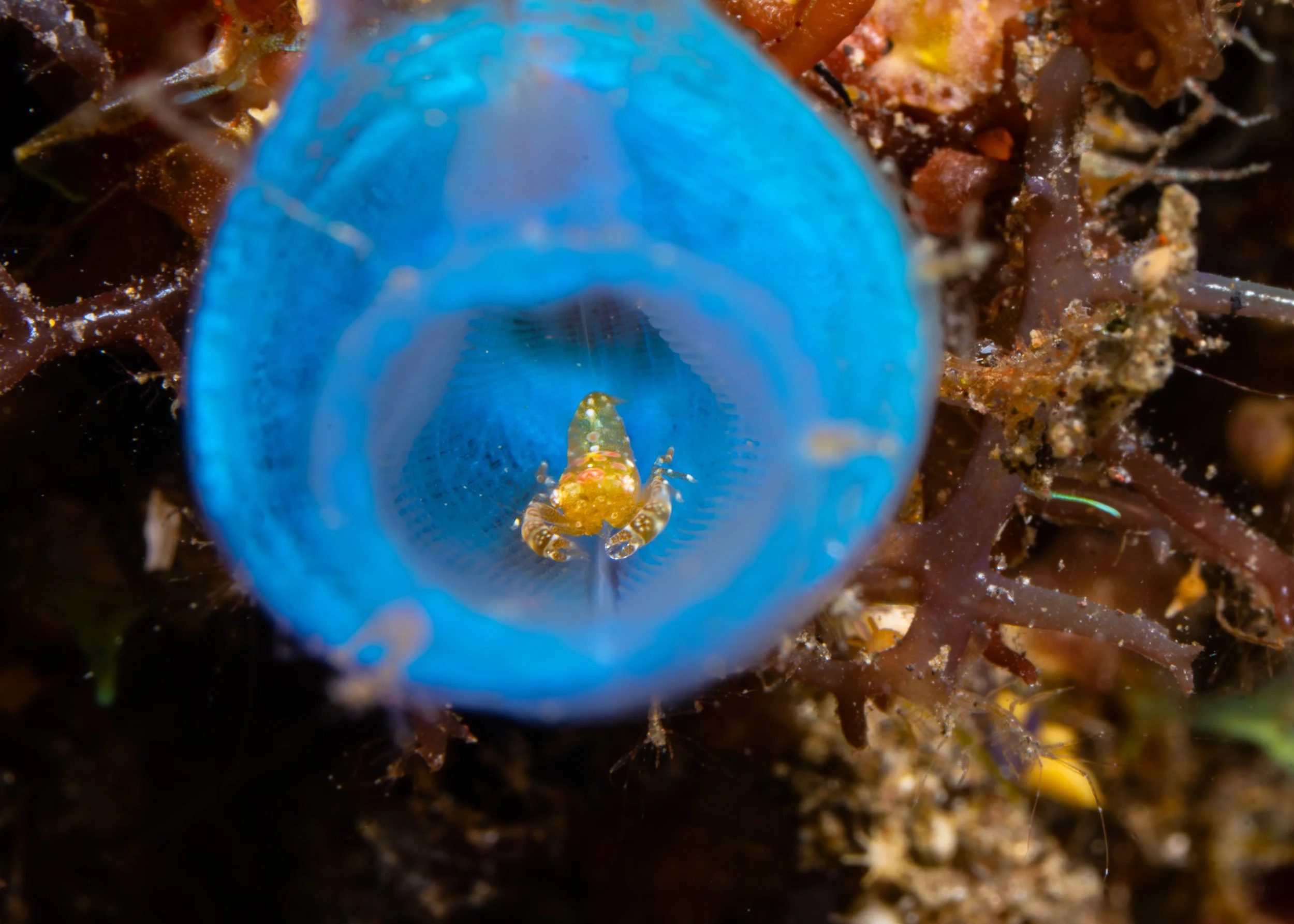 An underwater scene showing a small yellow and green crab inside a transparent blue marine tube, surrounded by brown seaweed and coral.
