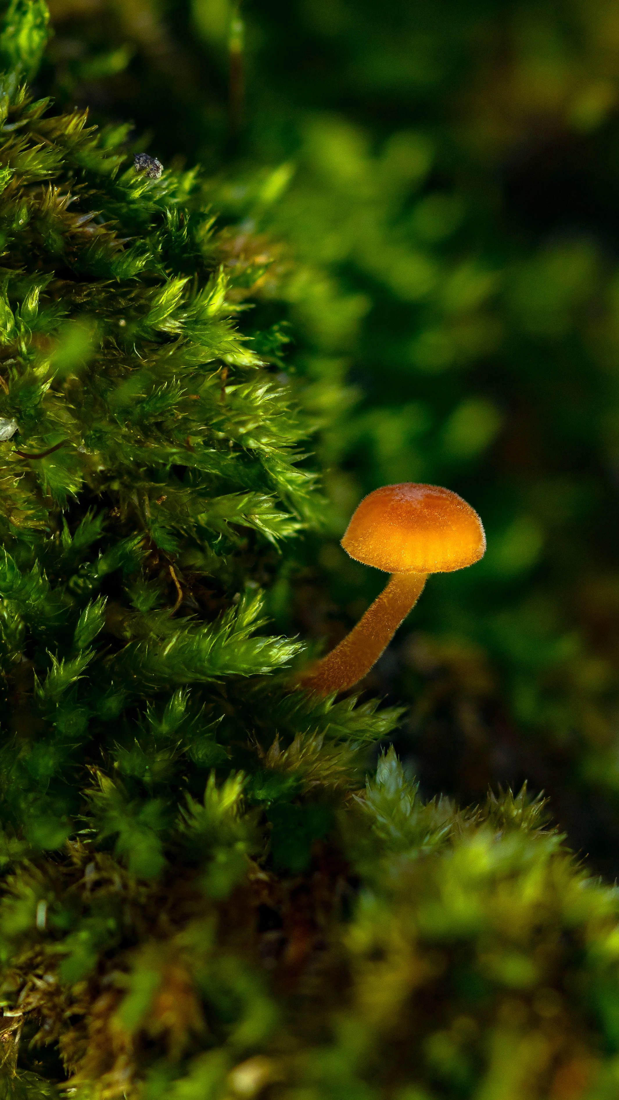 Close-up of a small yellow mushroom growing among green moss.
