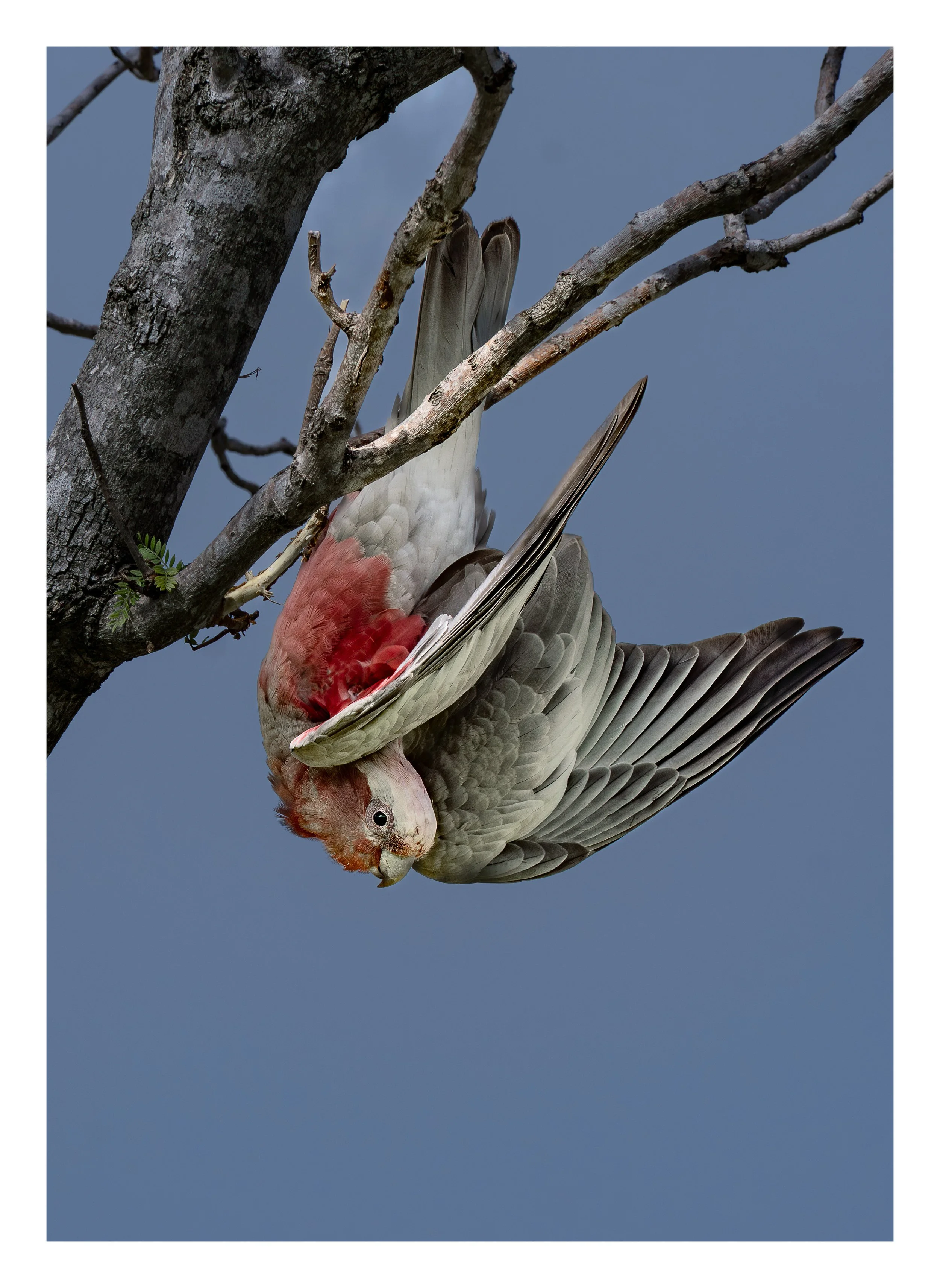 Crazy Galah__bordered.jpg