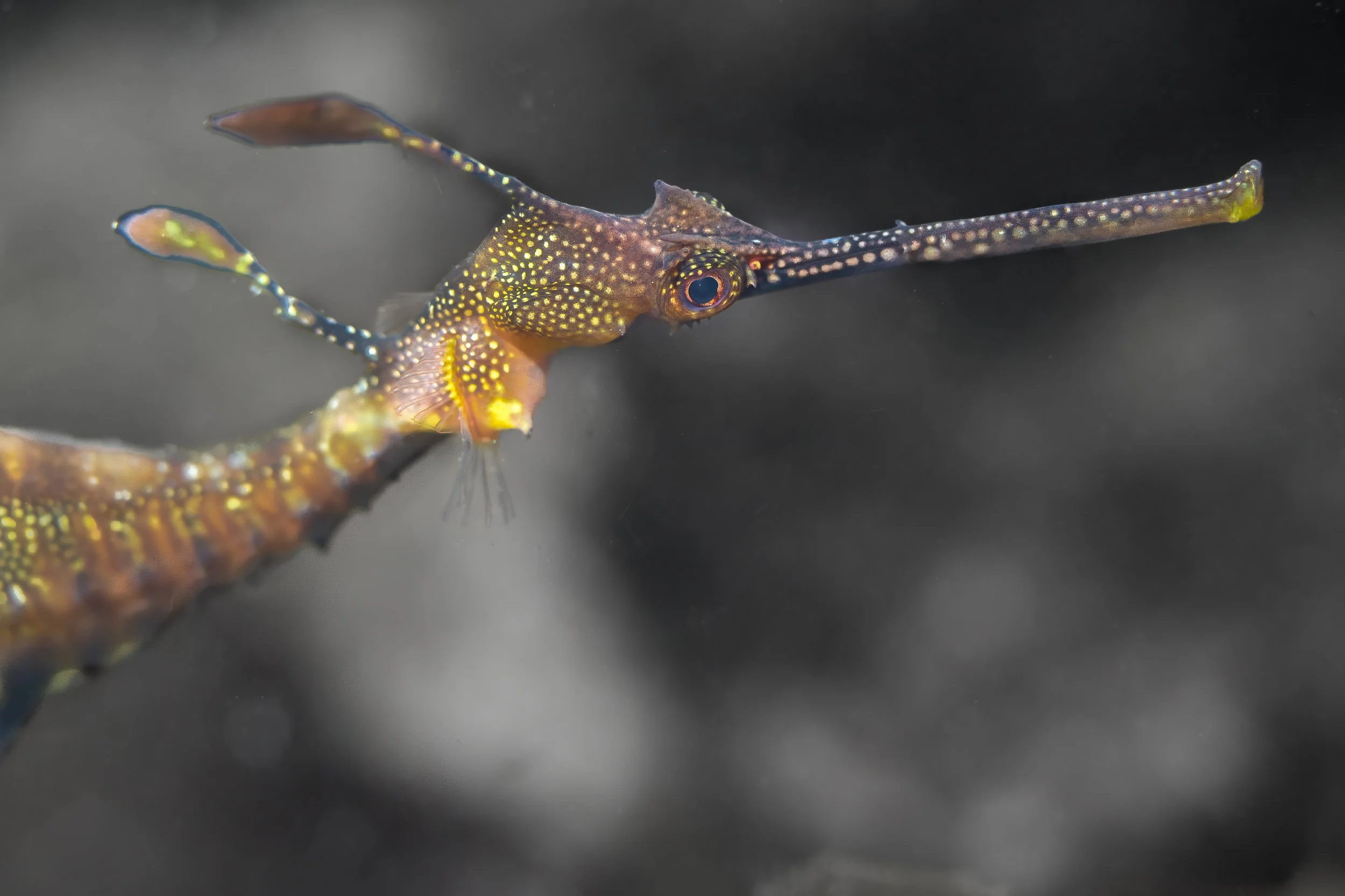 Close-up of a unique, colorful fish with a long, extended snout, yellow spots on its body, and a dark background.
