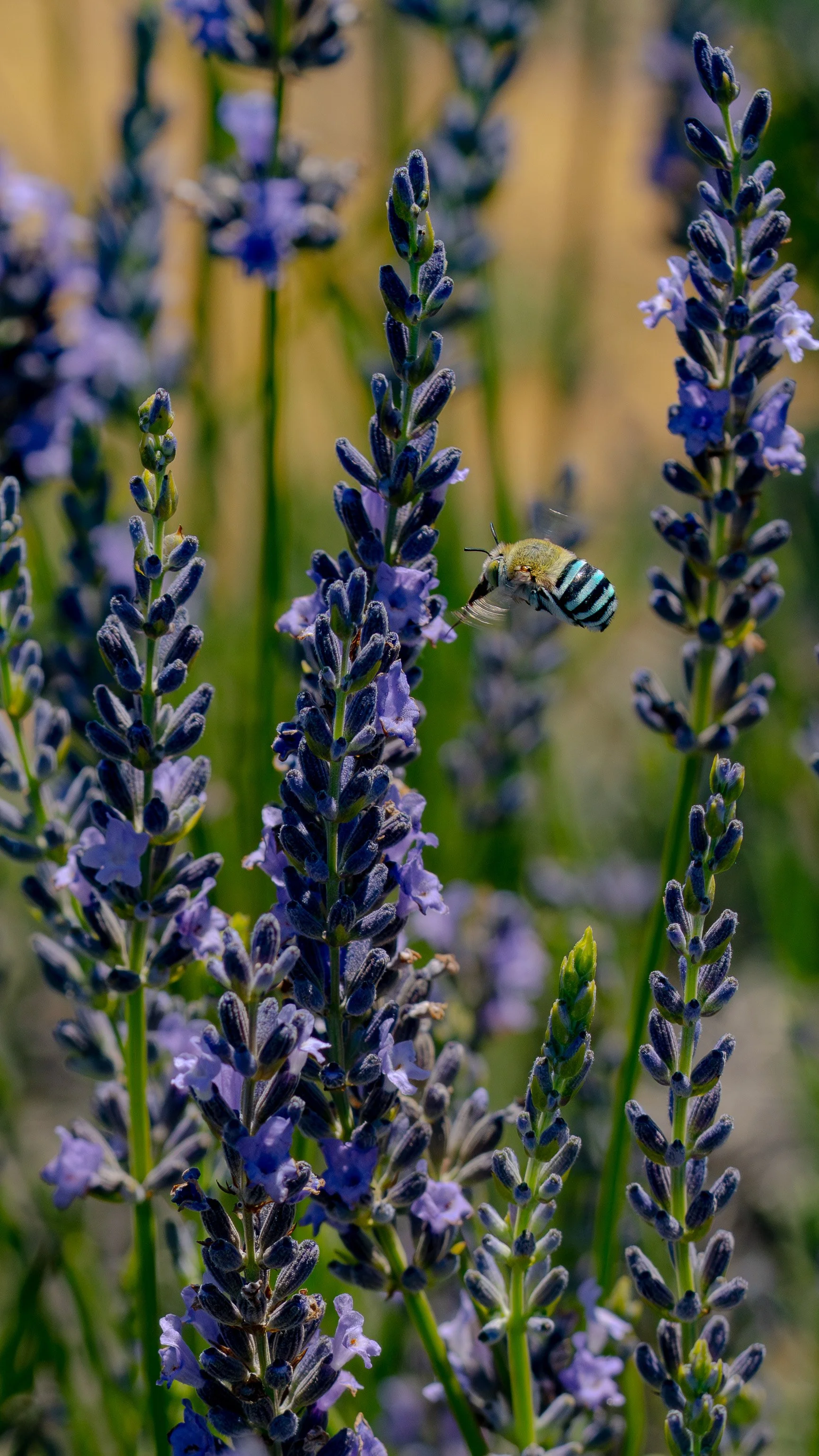 A honey bee flying near purple lavender flowers in a garden.