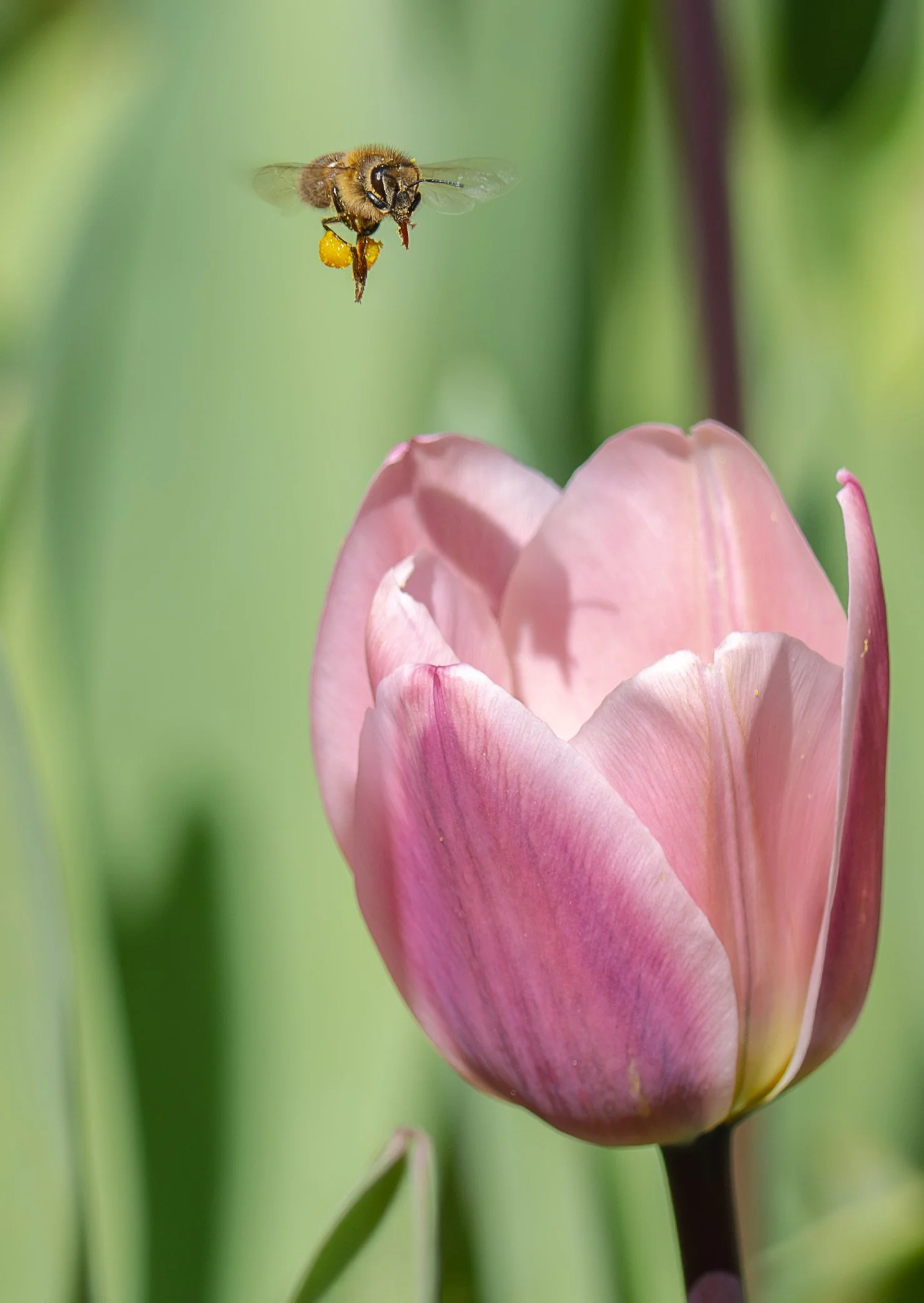 Pollen Loaded