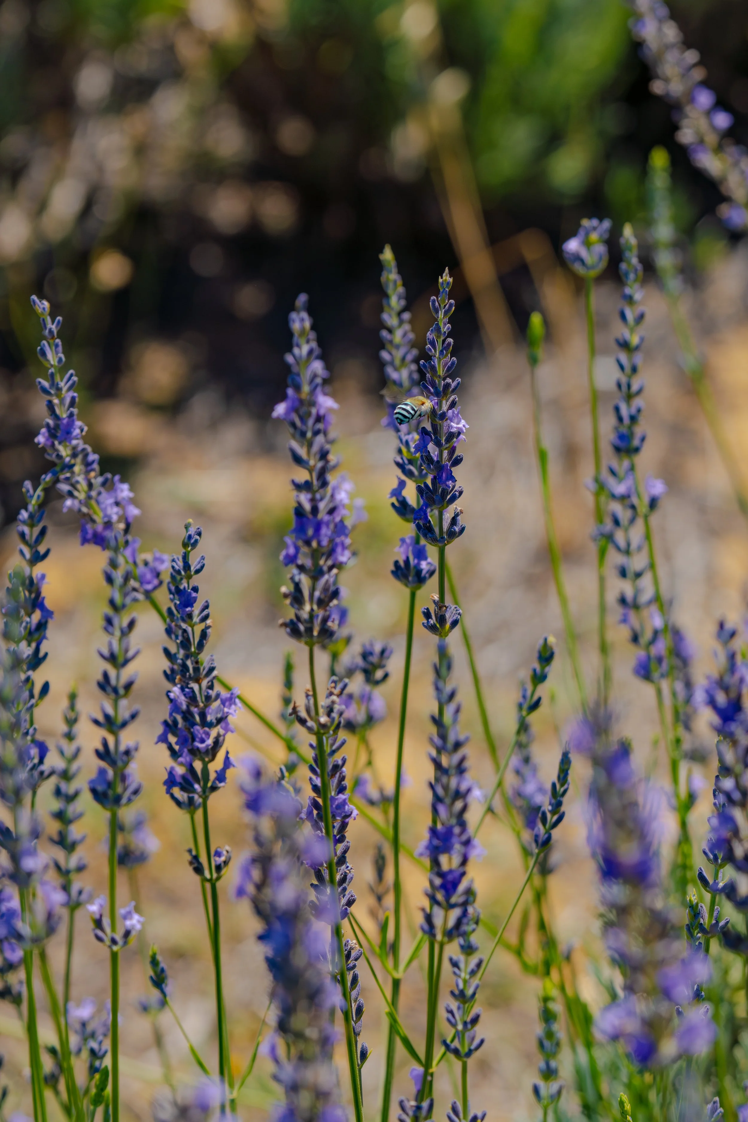 Blue Bum Bee -7.JPG