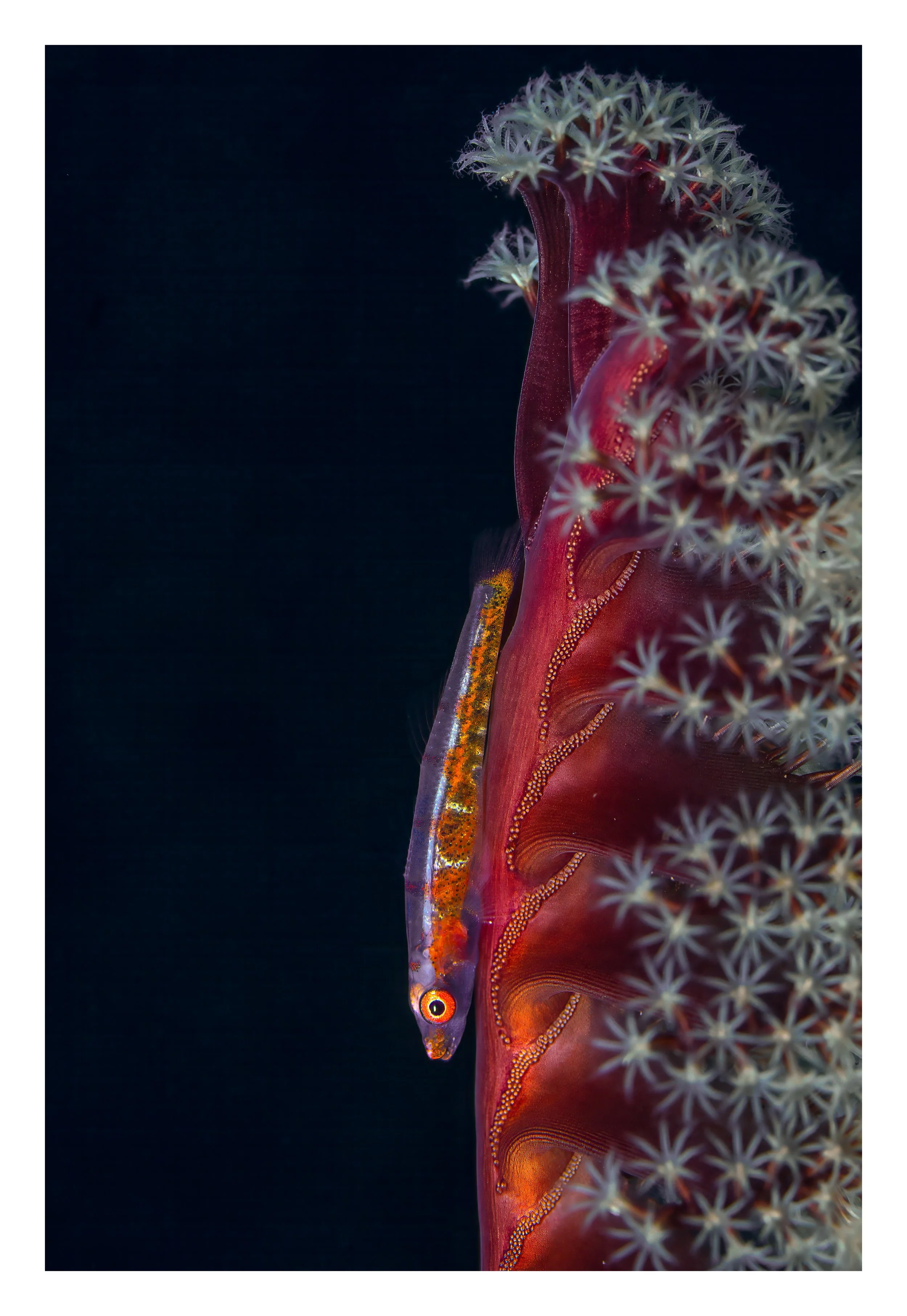 Sea Pen Goby-1_bordered.jpg