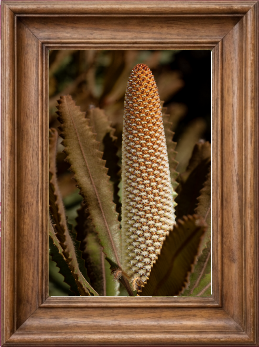090526_pictureframegenerator_frame.png