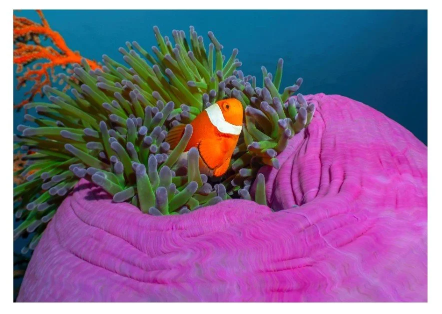 Purple Anemone Bordered.jpg