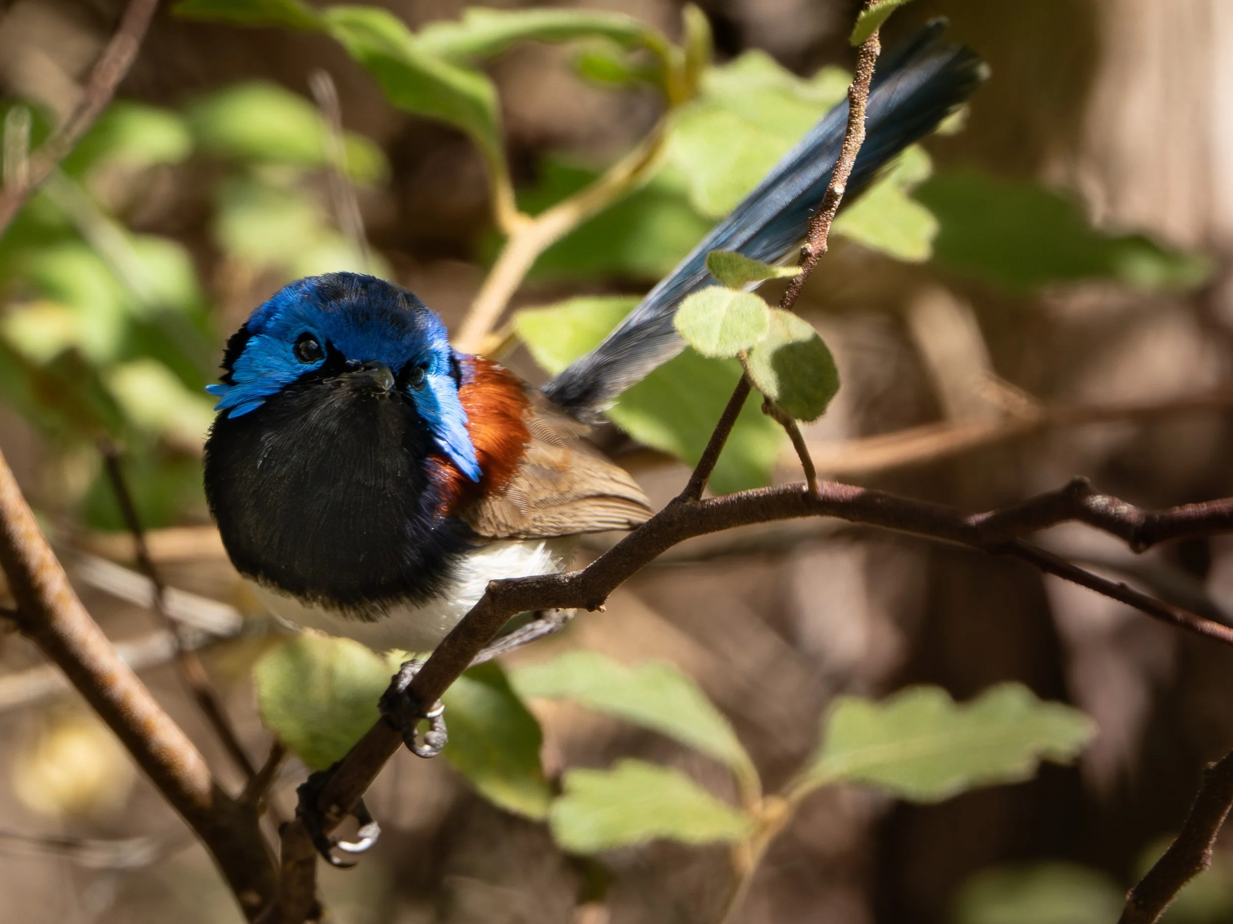 A colorful bird with blue, black, brown, and white feathers perched on a branch among green leaves.