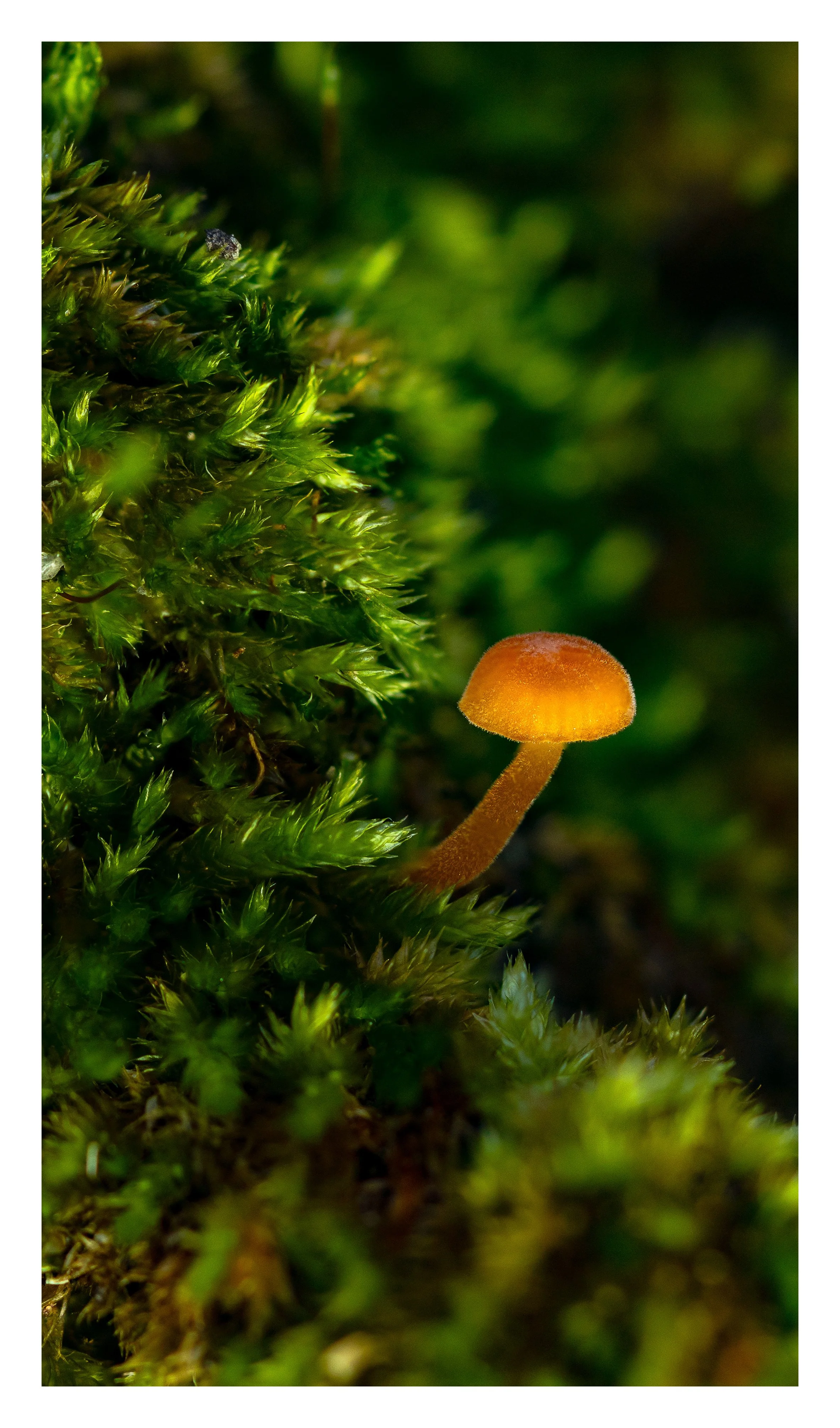 white-border-export-2026-05-08T06-40-13-Small Mushroom-1.jpg