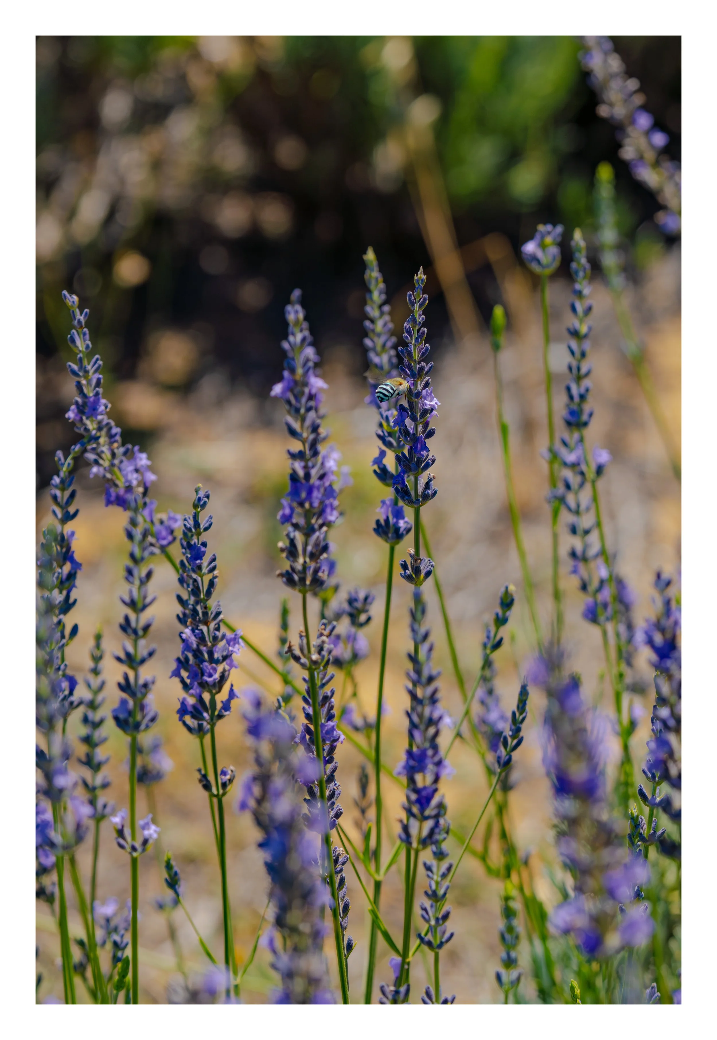 Blue Bum Bee -7_bordered.jpg
