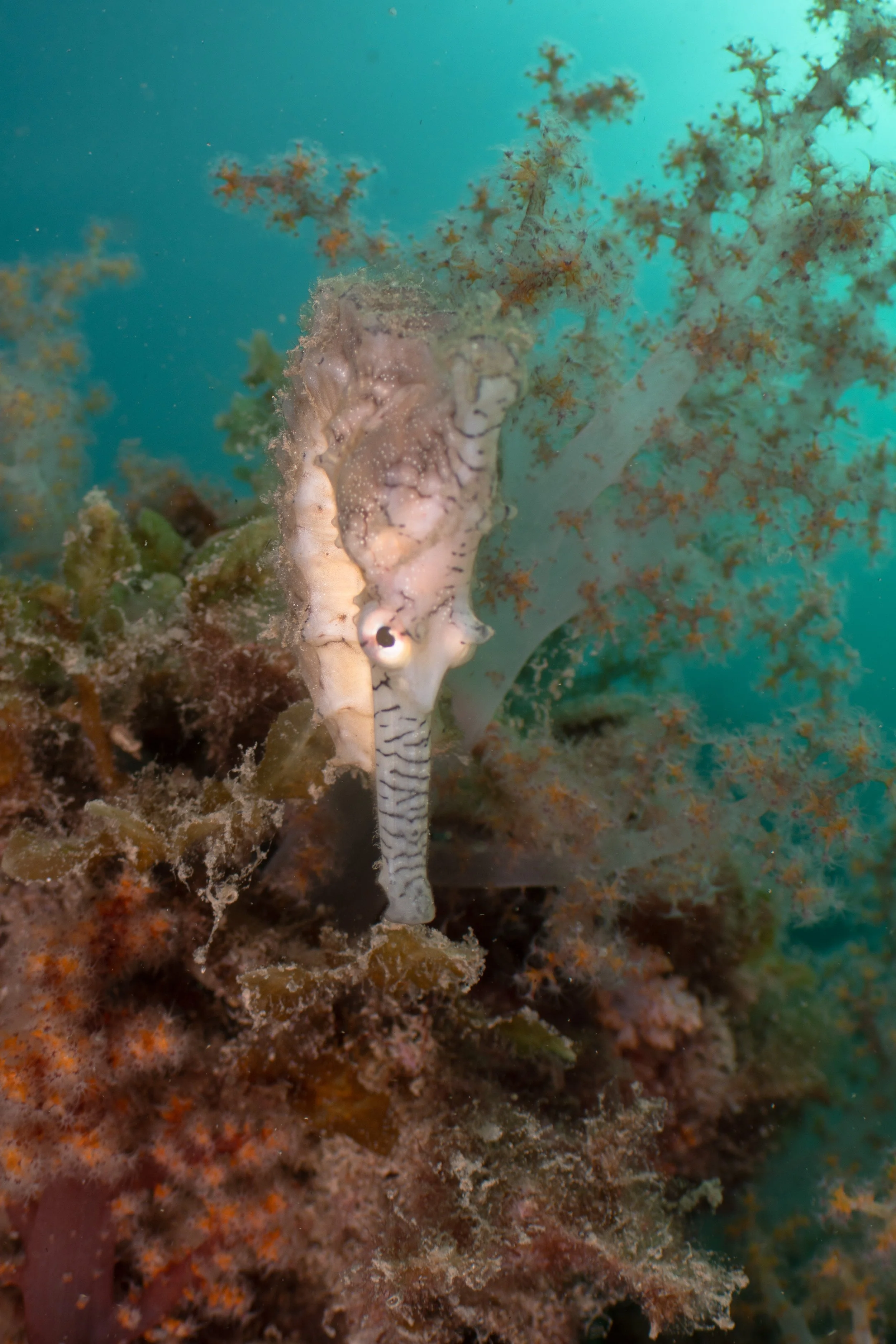 A seahorse underwater among coral and soft sea plants.