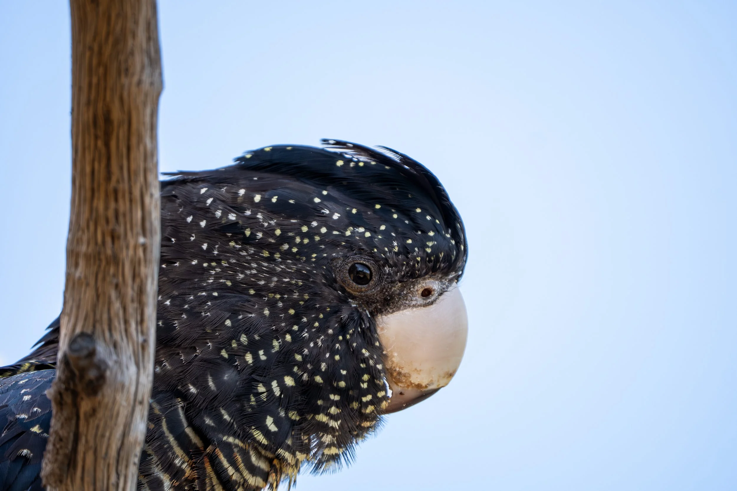 Close-up of a black bird with yellow spots on its feathers, perched on a tree, with a light blue sky background.