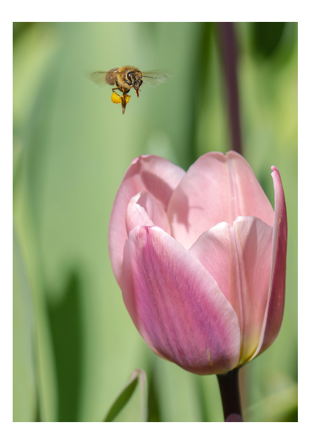 Pollen Loaded cropped.png