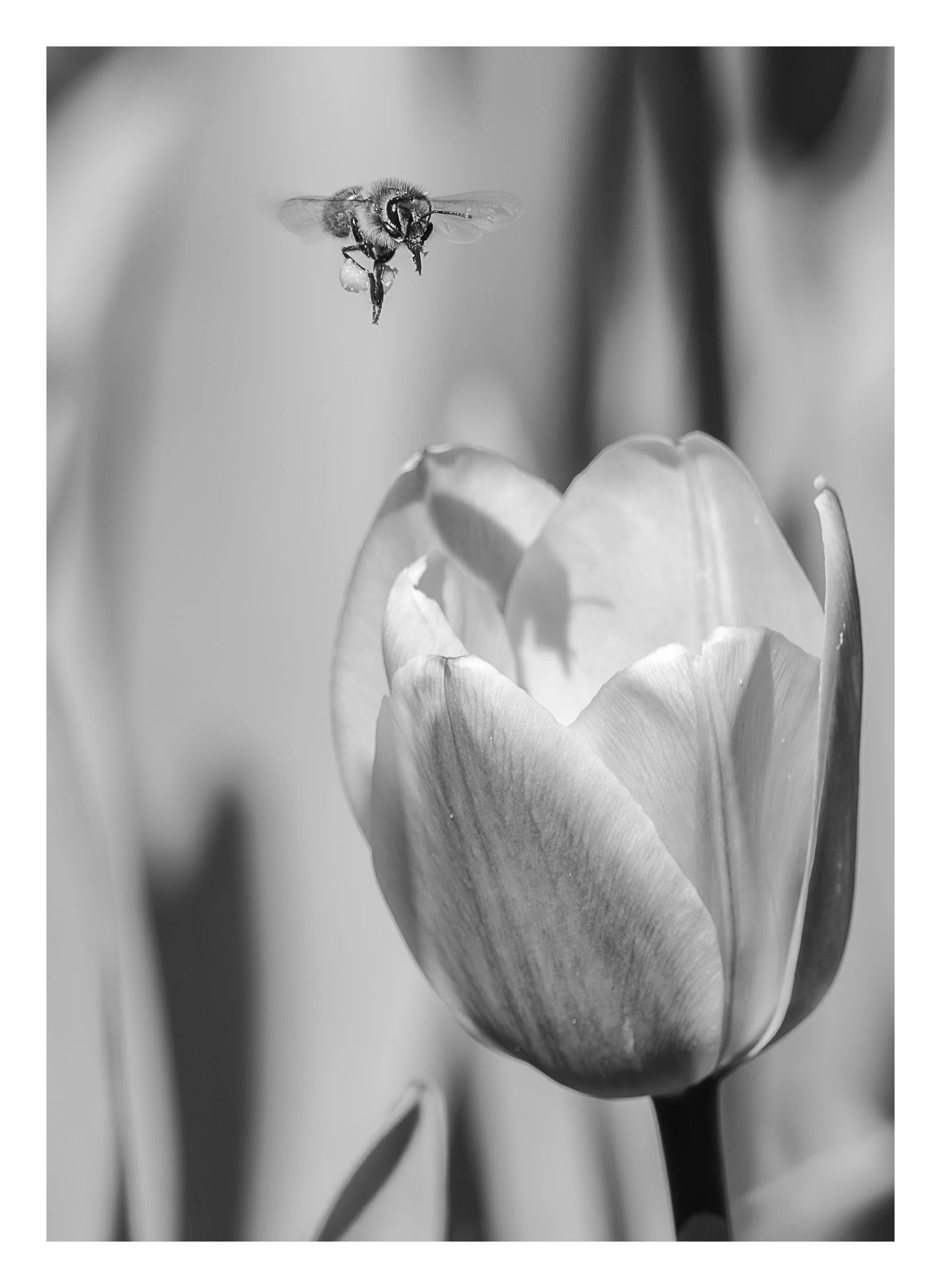 Pollen Loaded-1_bordered.jpg