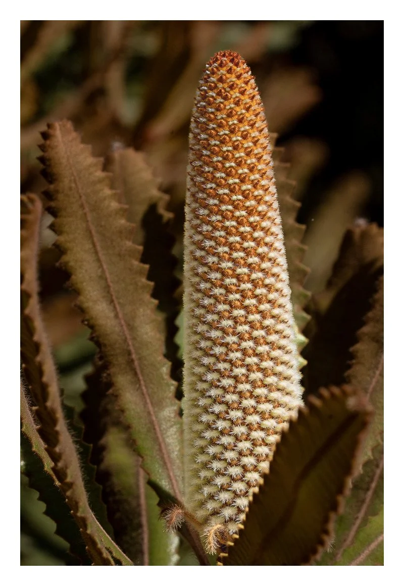 Banksia Seed_bordered.jpg