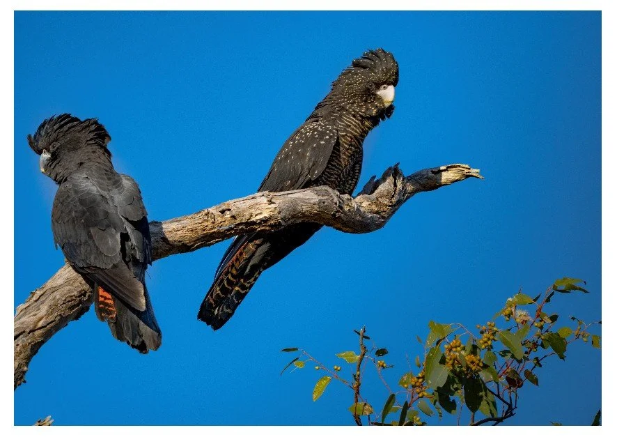 Watchful Bordered.jpg