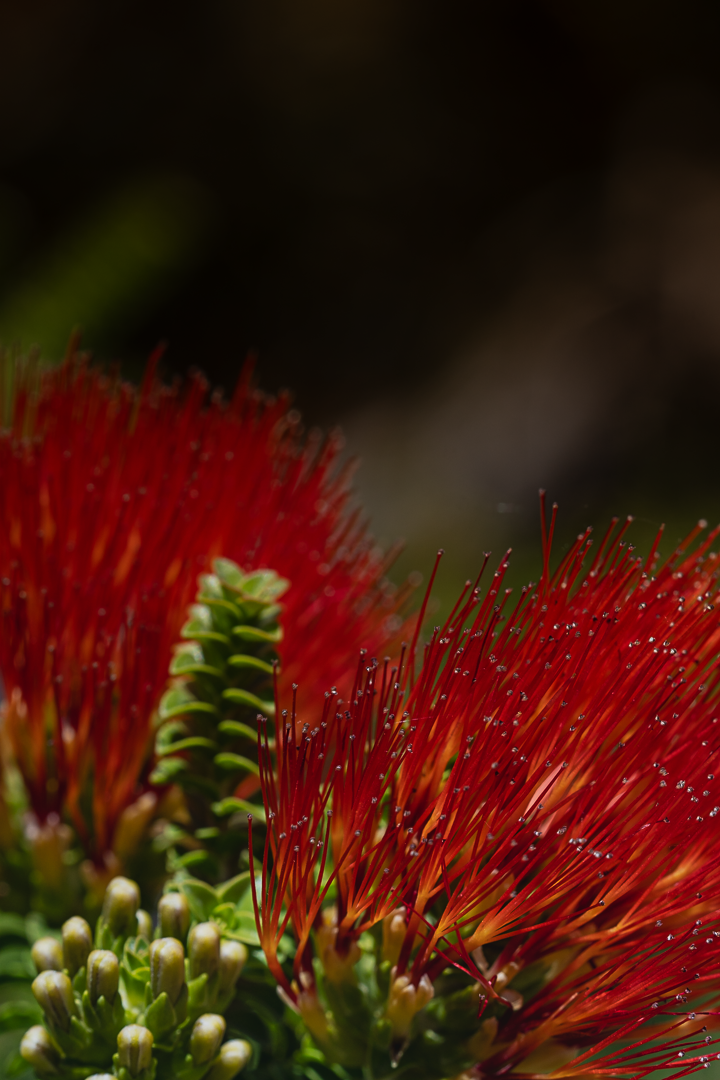 Fire Flower