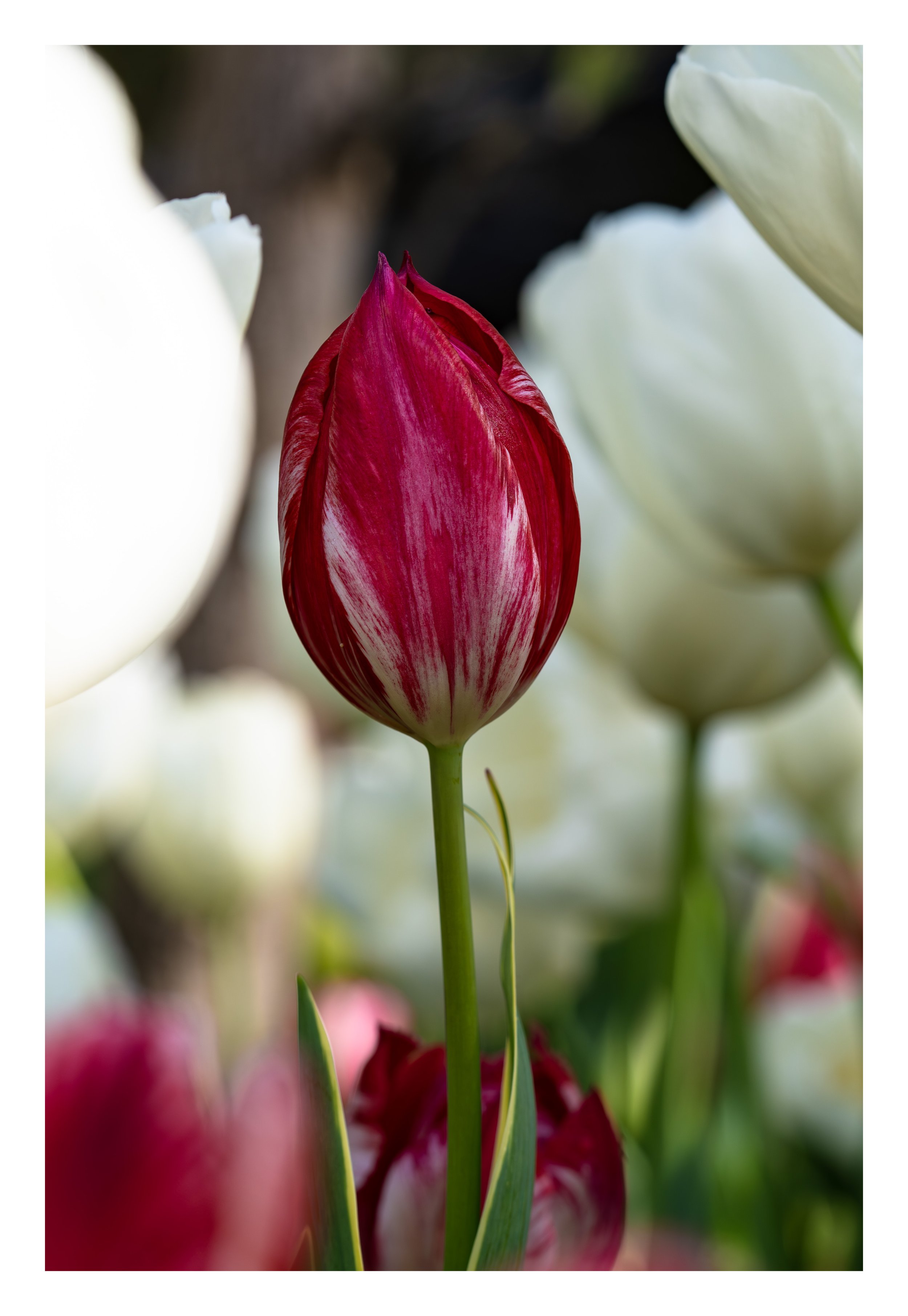 The red amongst the white-1_bordered.jpg