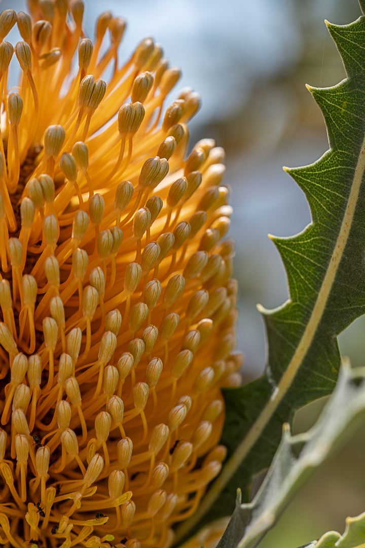 Sunkissed Banksia.PNG