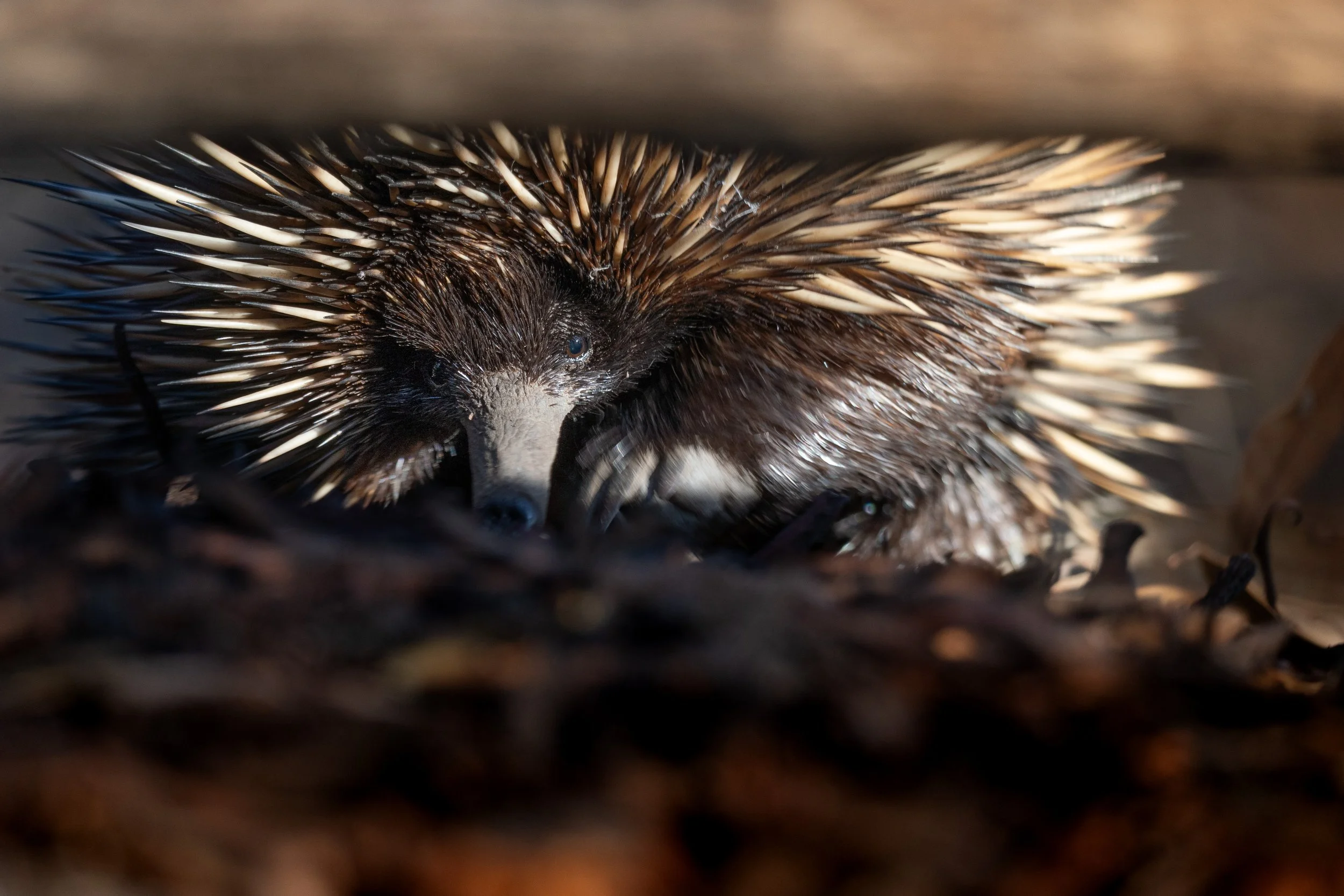 An echidna peaking under a fallen log on its afternoon hunt.
