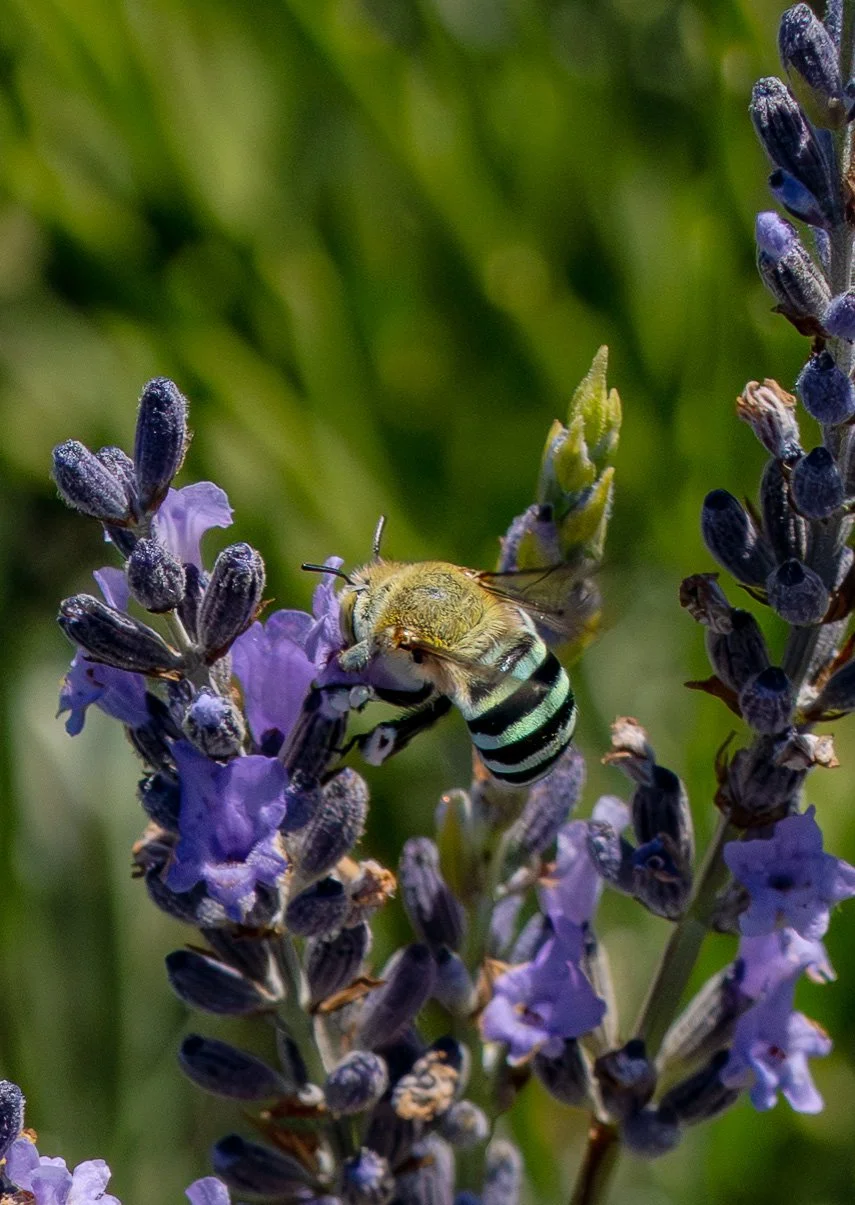 Close-up of a bee on purple lavender flowers in a garden.