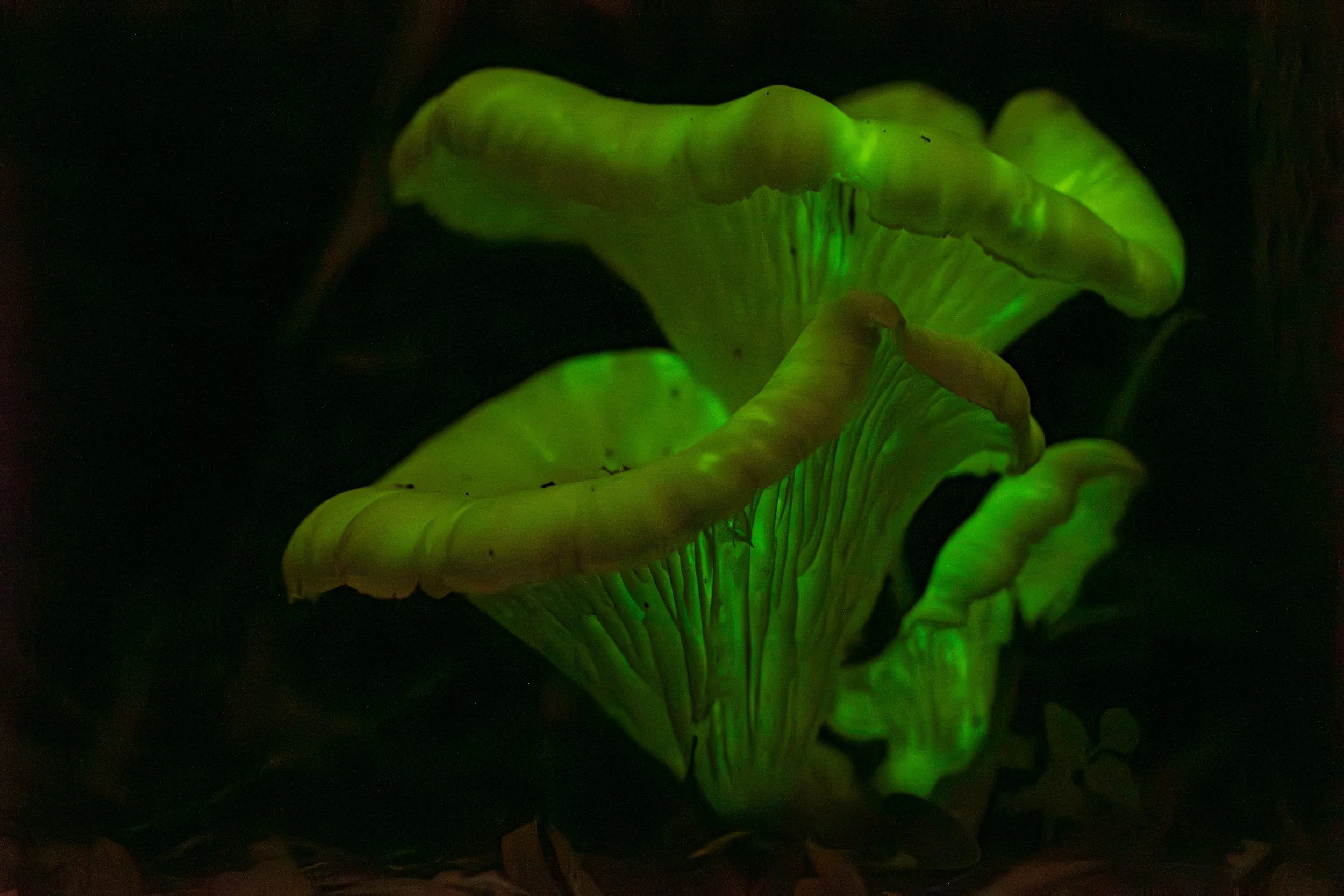 Glowing green mushrooms in a dark environment.