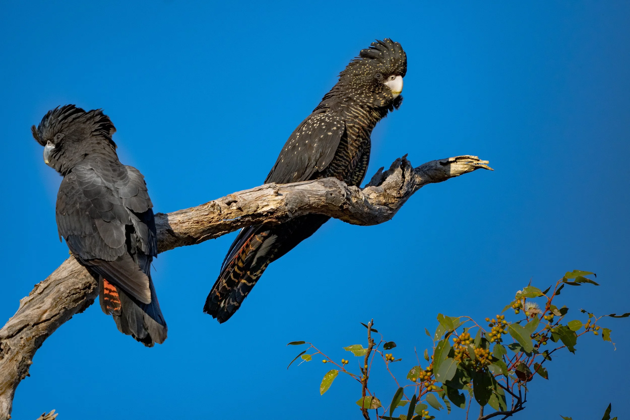Watchful eye