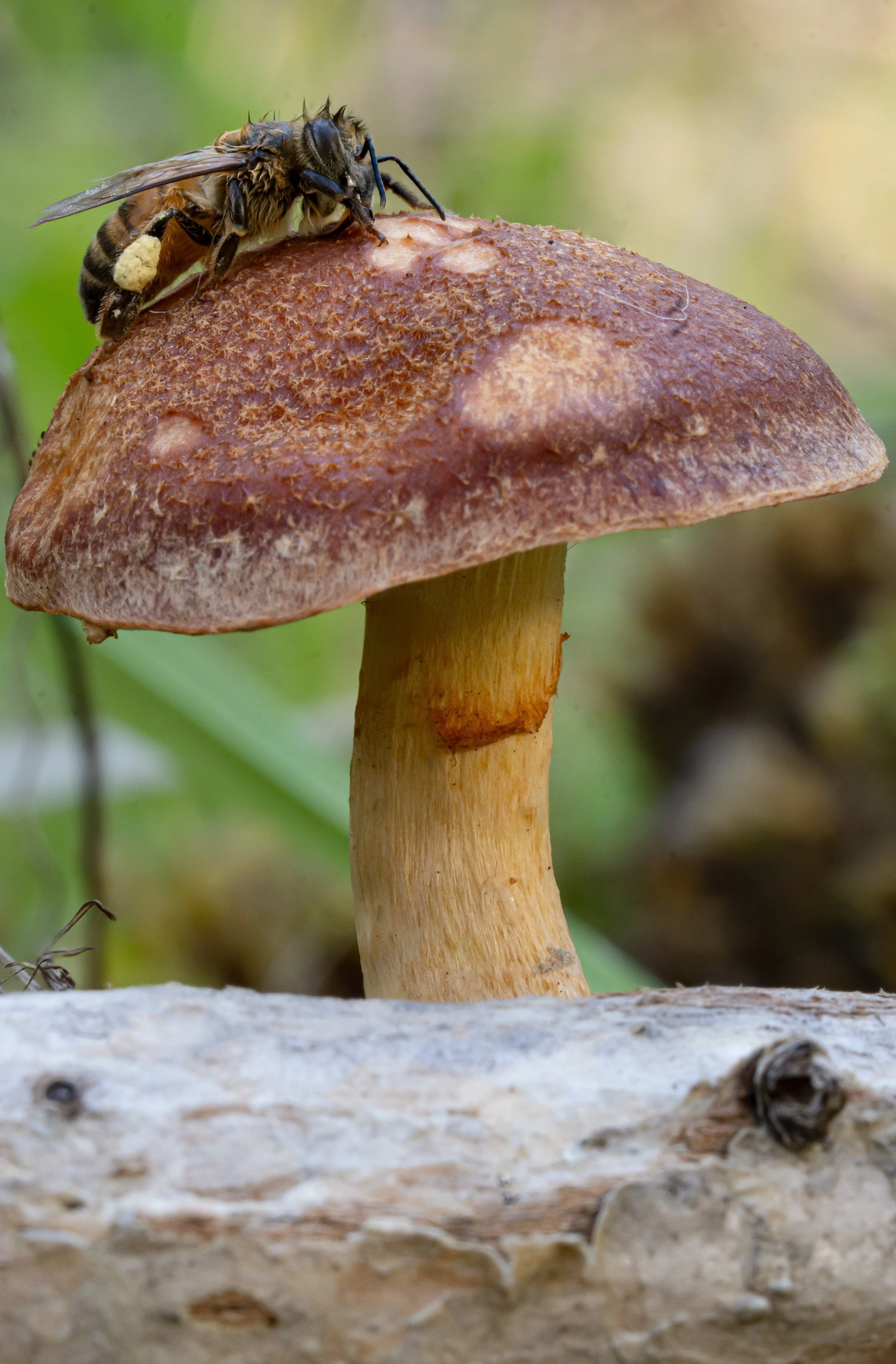 A bee on a brown mushroom with a yellow stem, growing on a fallen log.