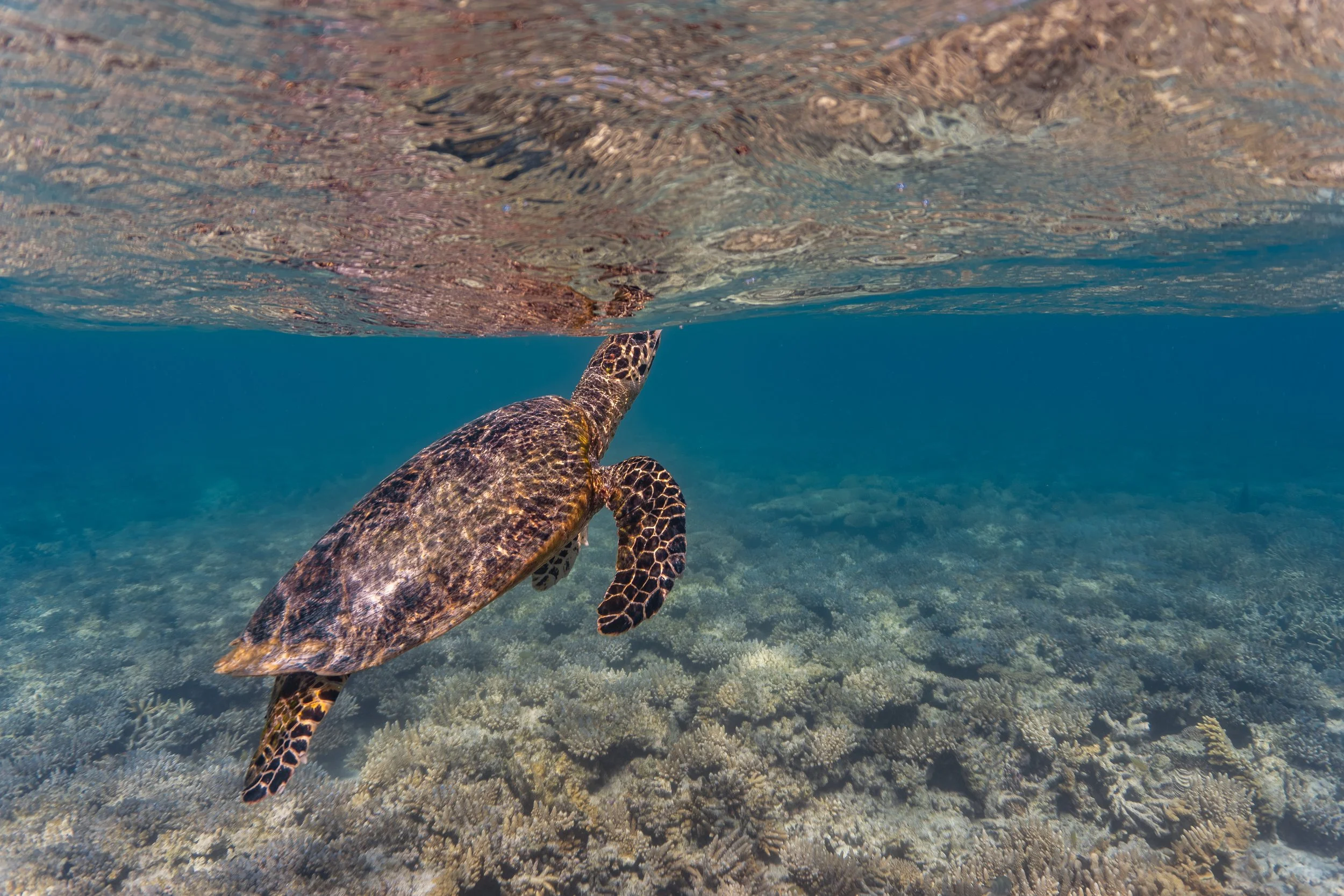 A sea turtle swimming over a coral reef underwater.