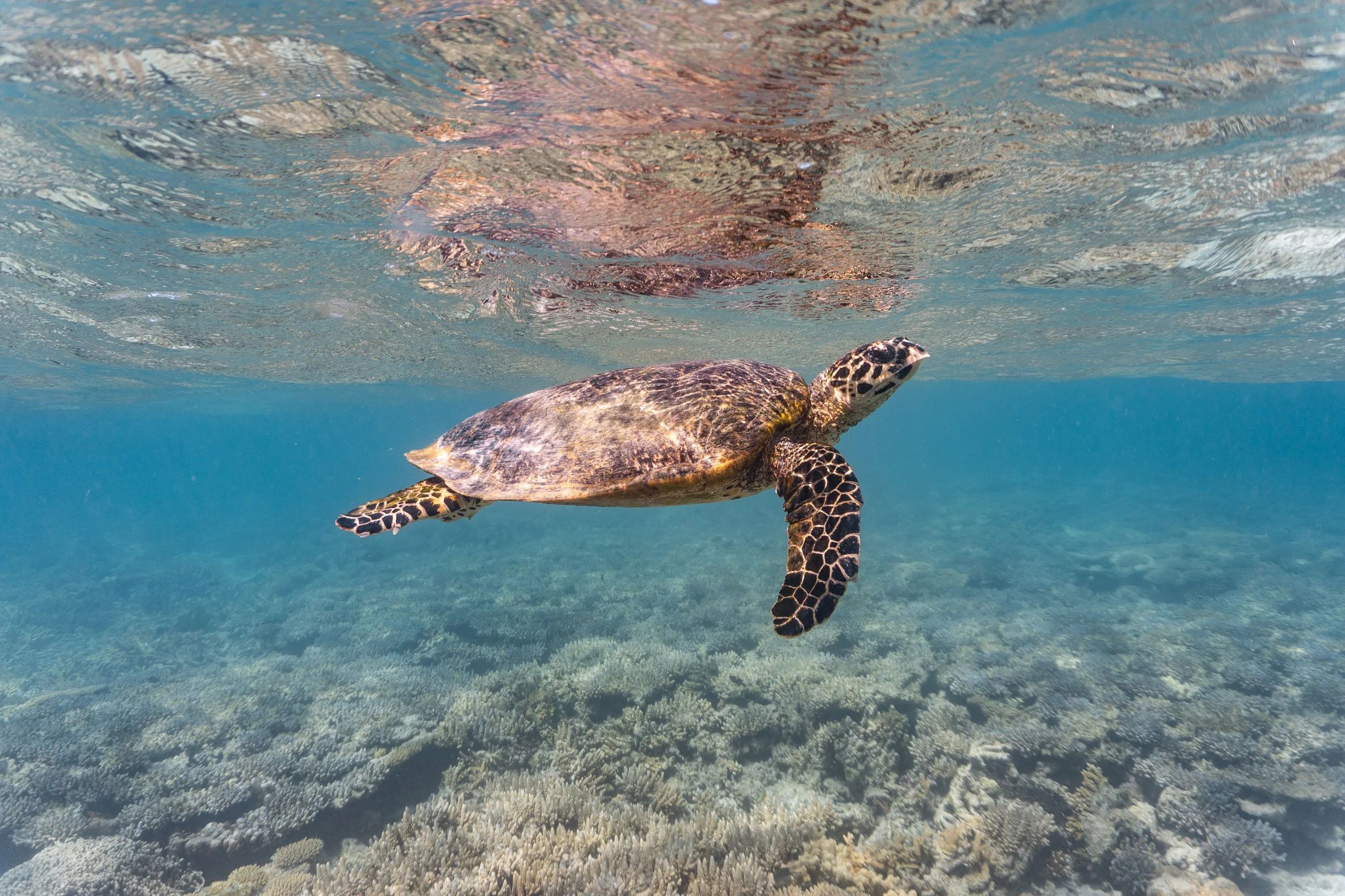 Skimming the surface