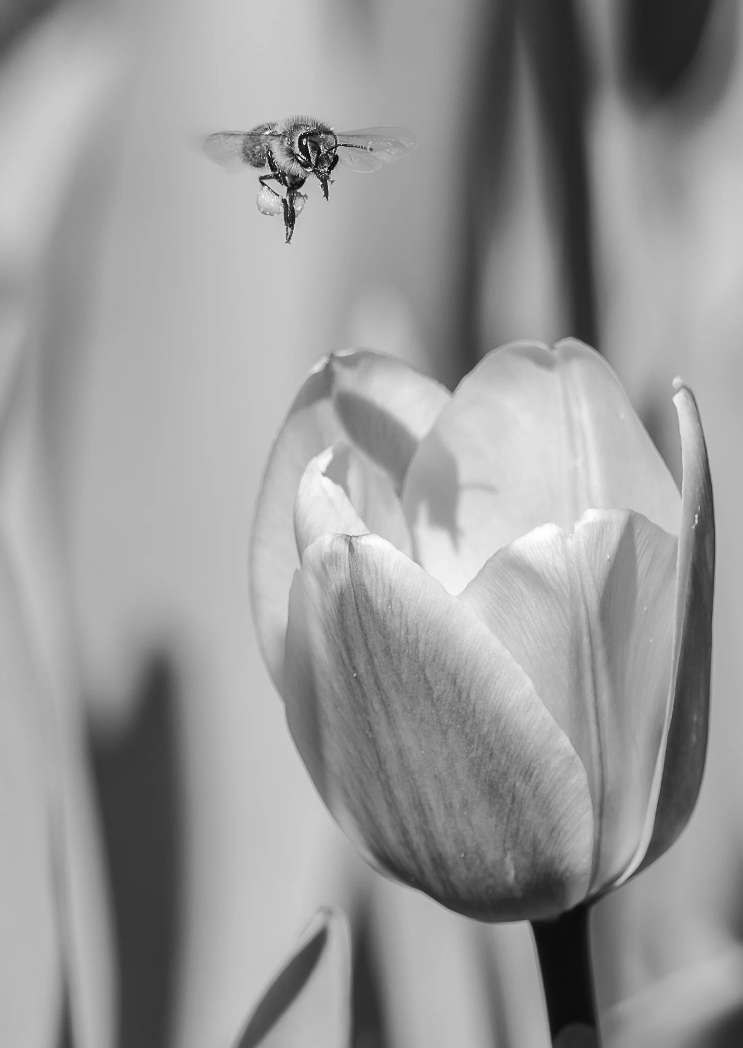 Pollen Loaded-1.JPG