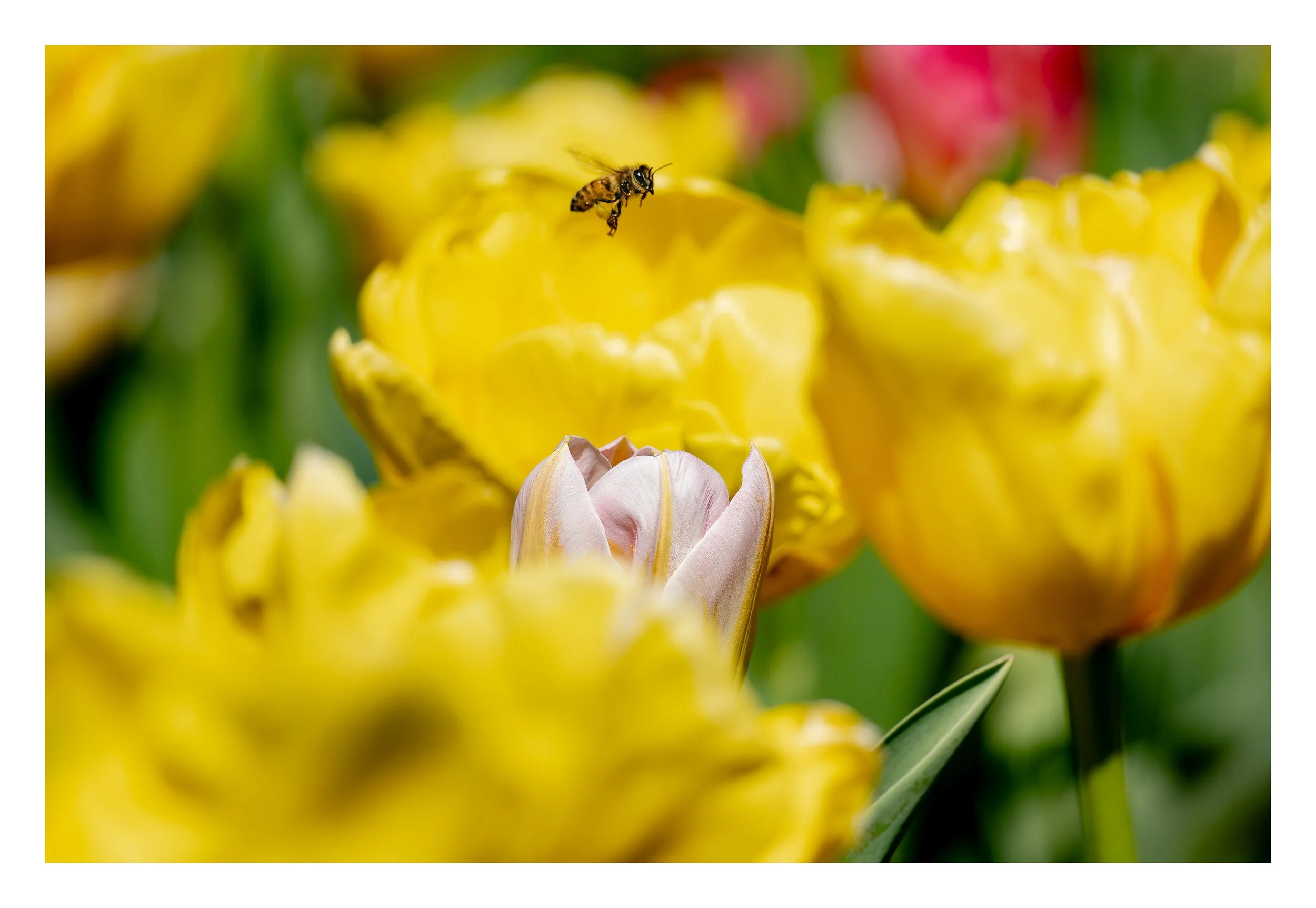 white-border-export-2026-05-08T08-46-45-Midflight-1.jpg