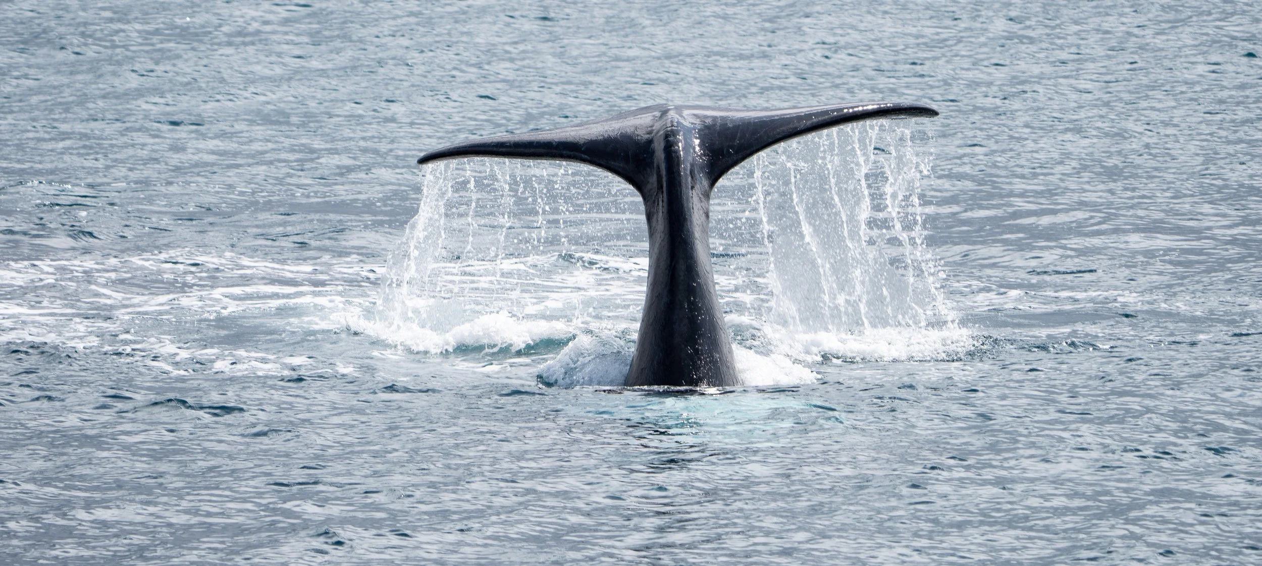 A whale's tail is coming out of the water, with water splashing as it dives back down in the ocean.