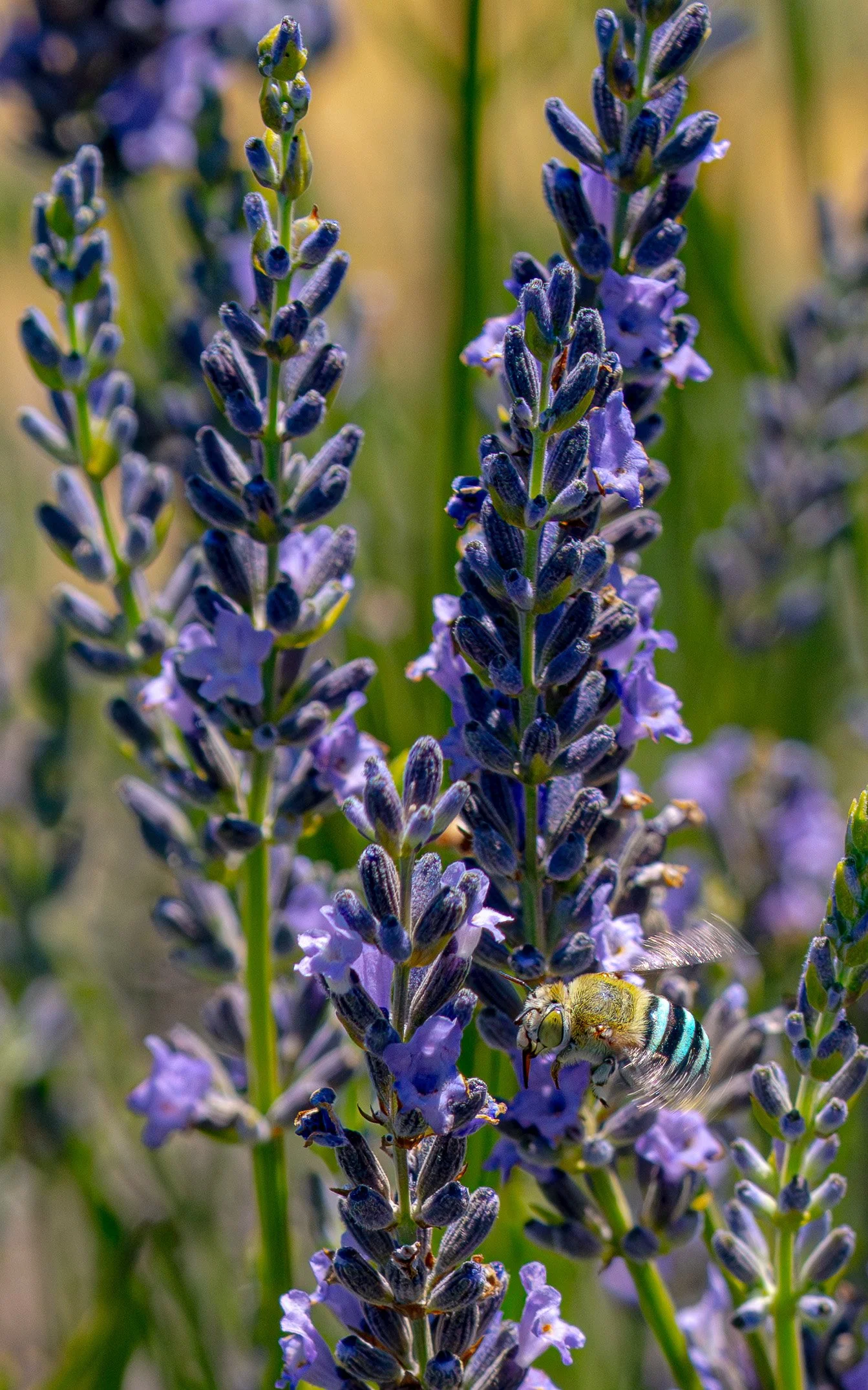 Close-up of purple lavender flowers with a bee collecting nectar on a sunny day.