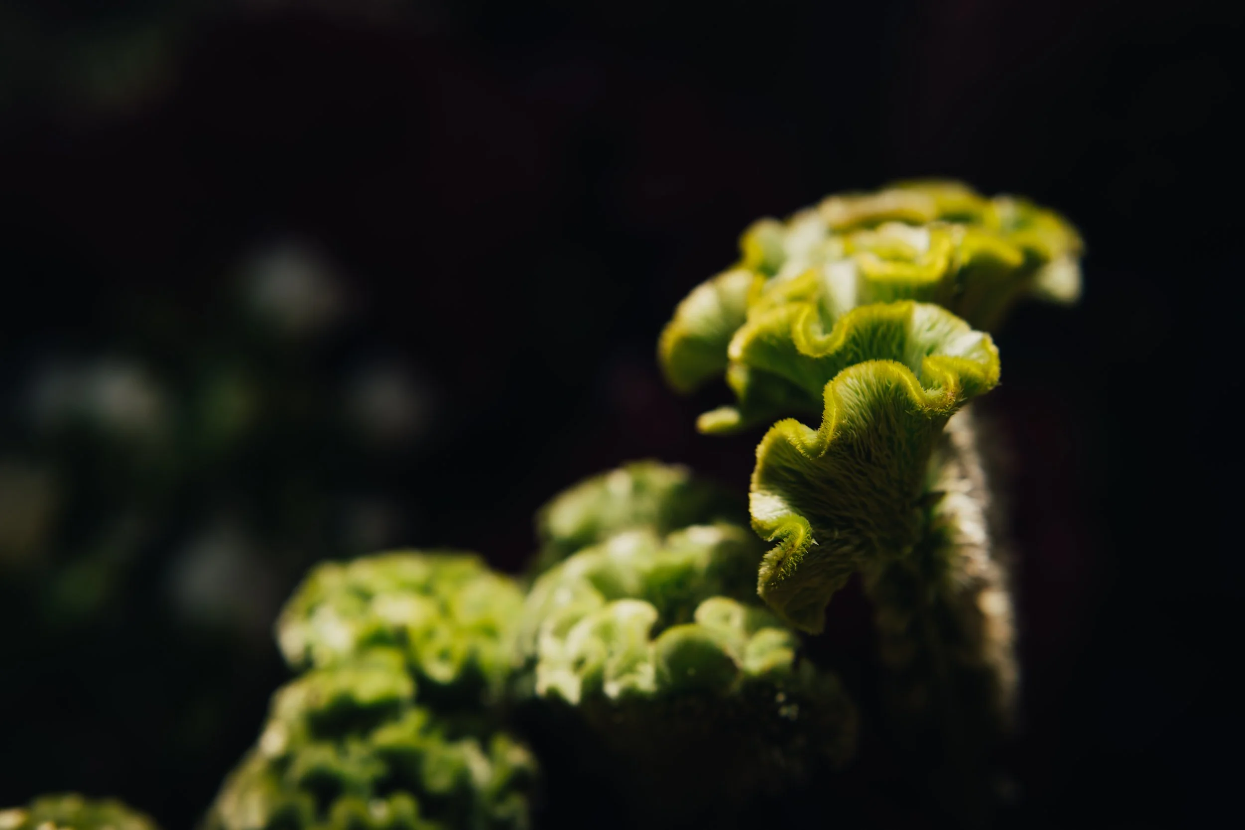 Hardy Flower & Foliage List